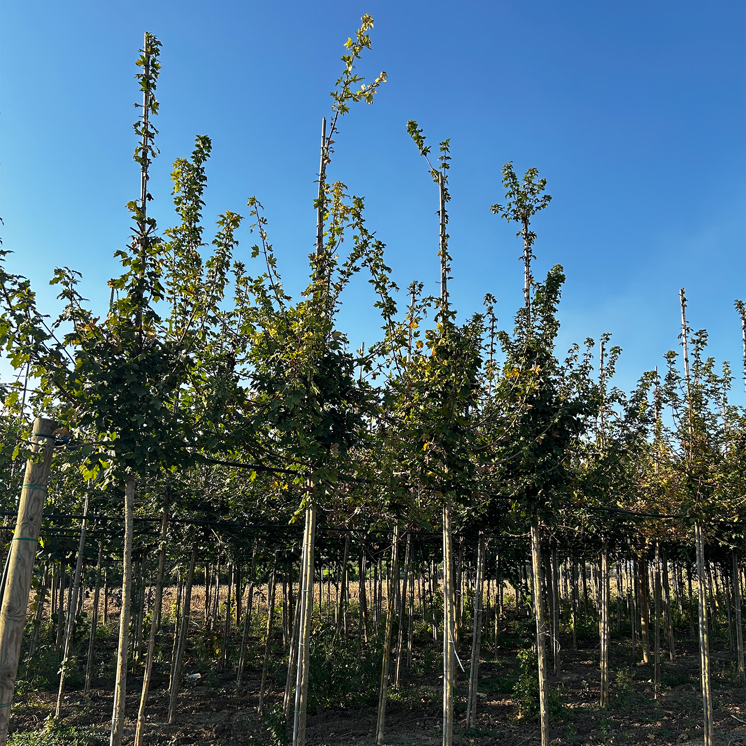 ACER CAMPESTRE