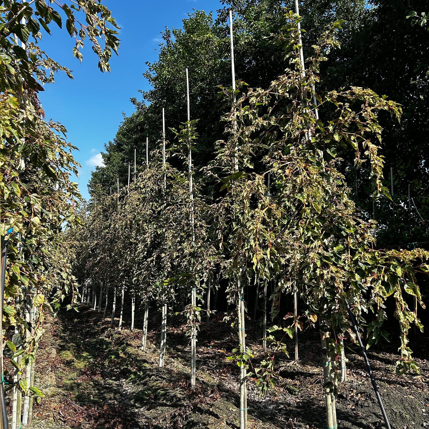 ACER CONSPICUUM RED FLAMINGO