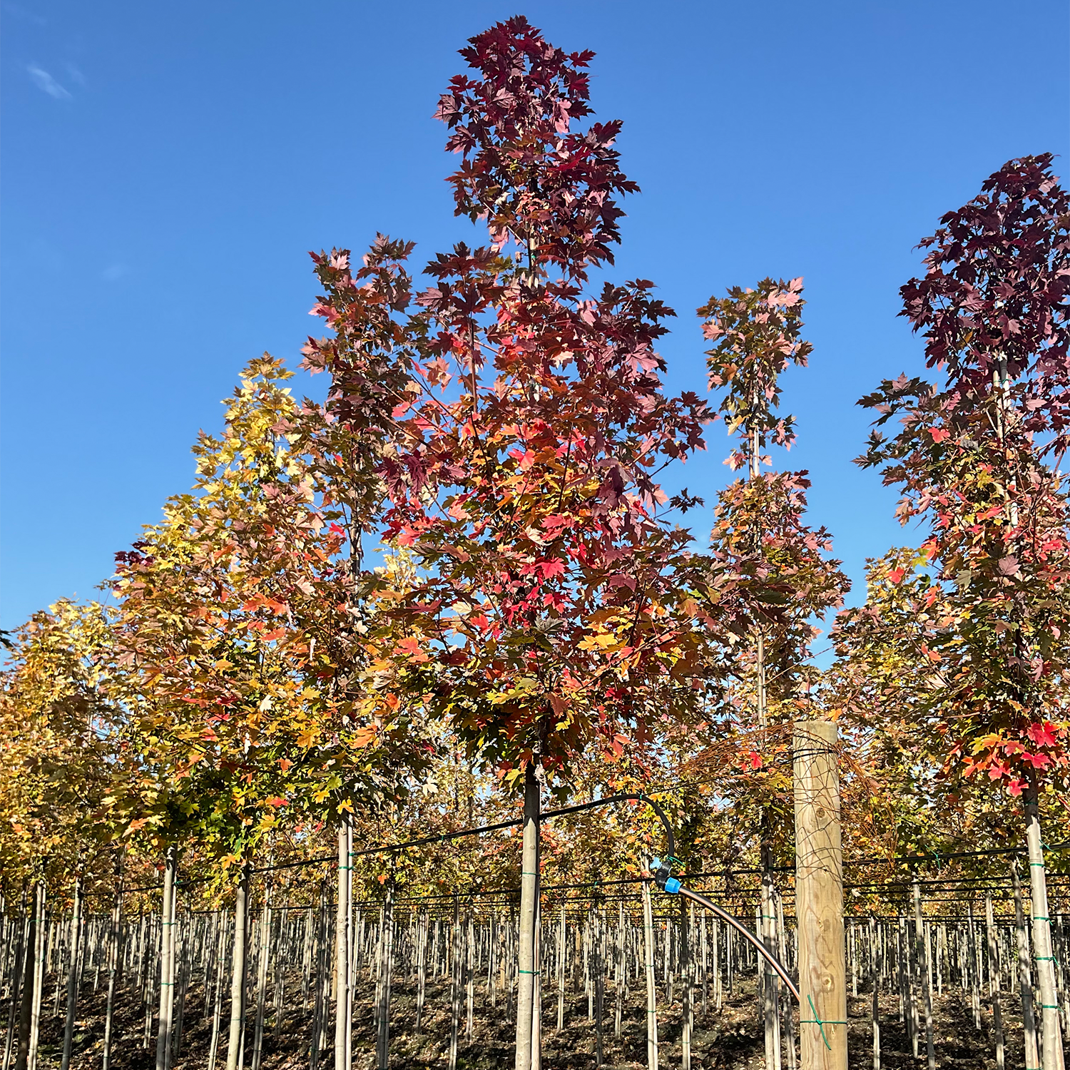 ACER FREMANII AUTUMN BLAZE