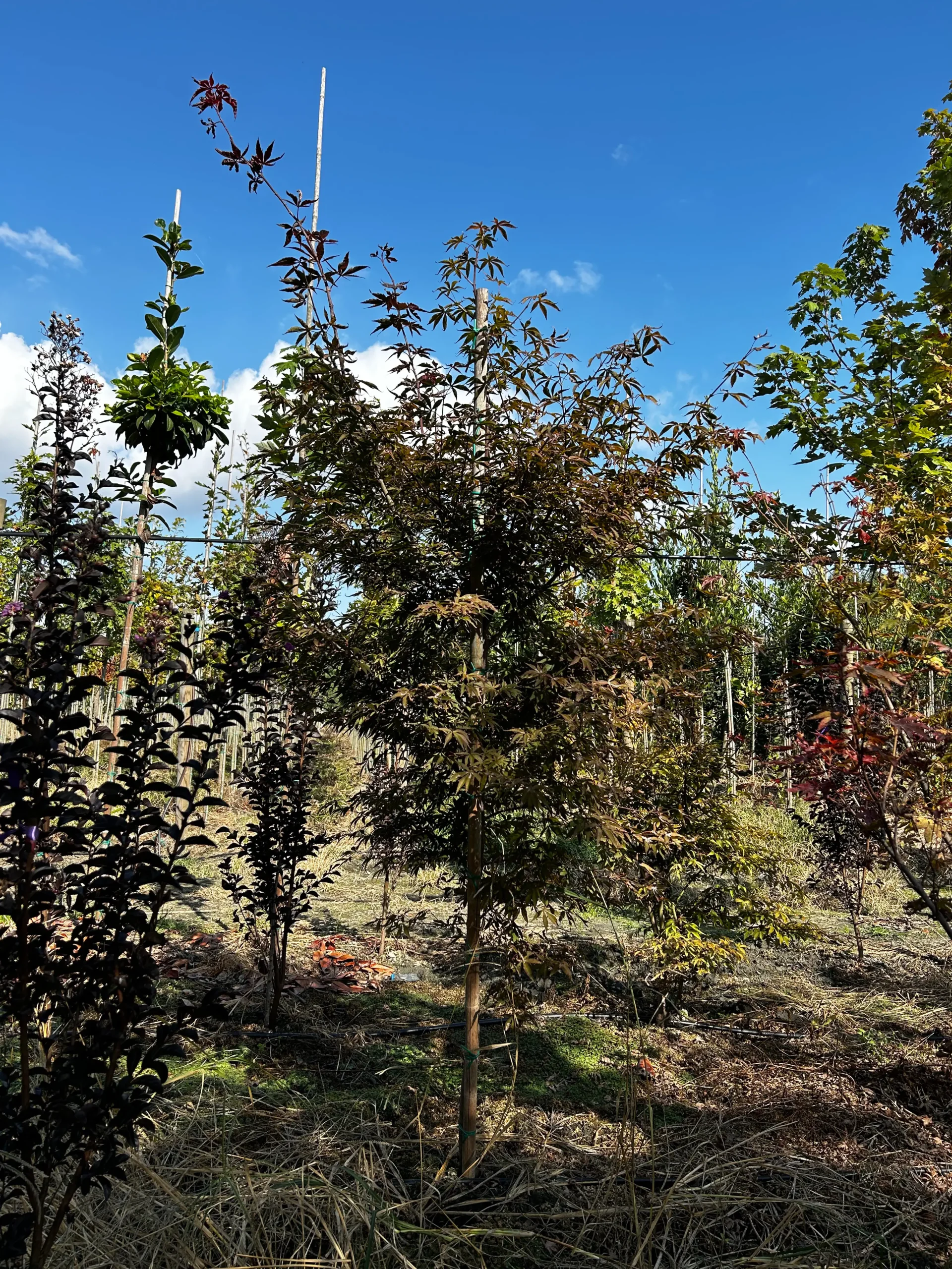 ACER PALMATUM