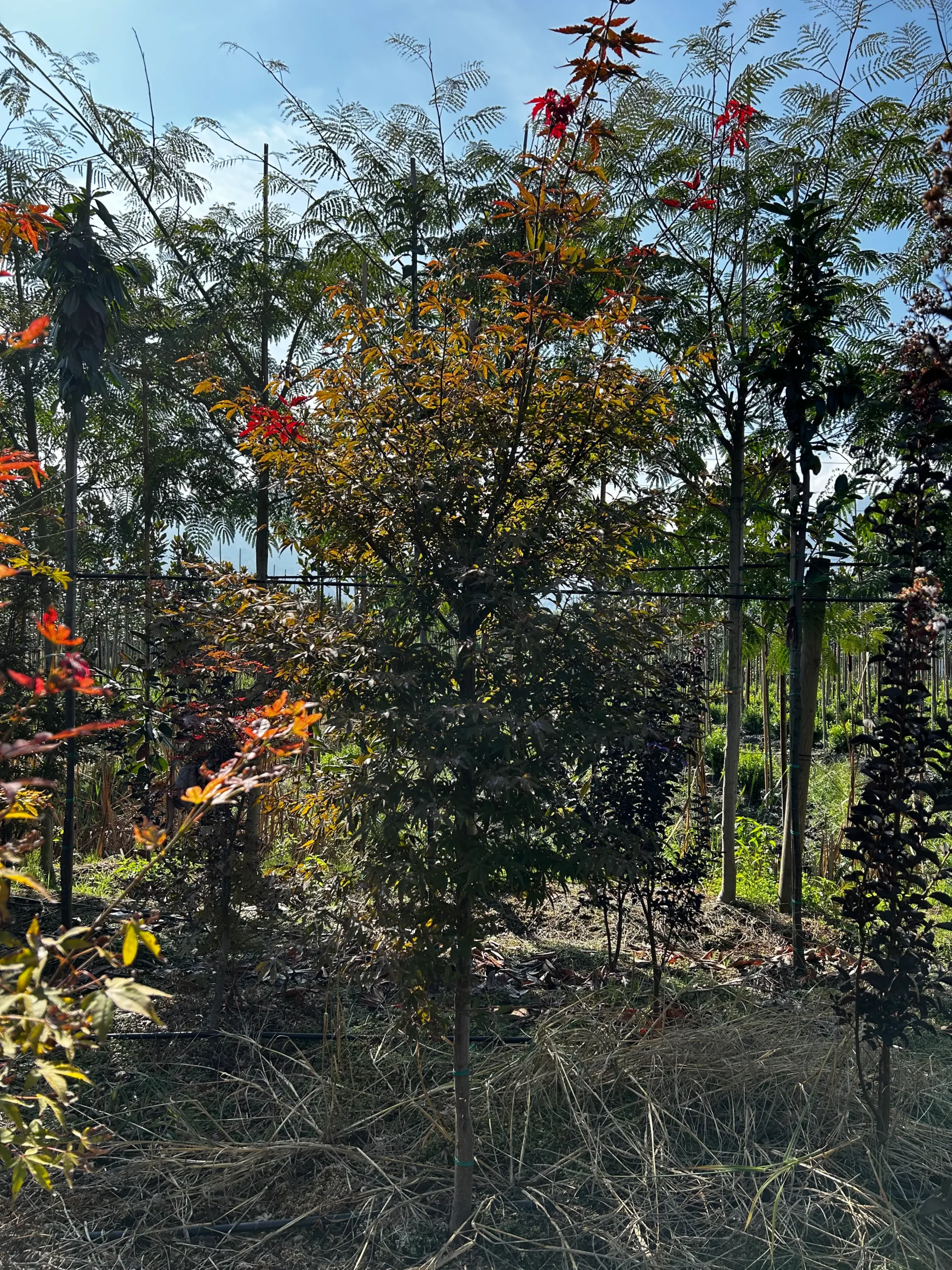 ACER PALMATUM BLOODGOOD