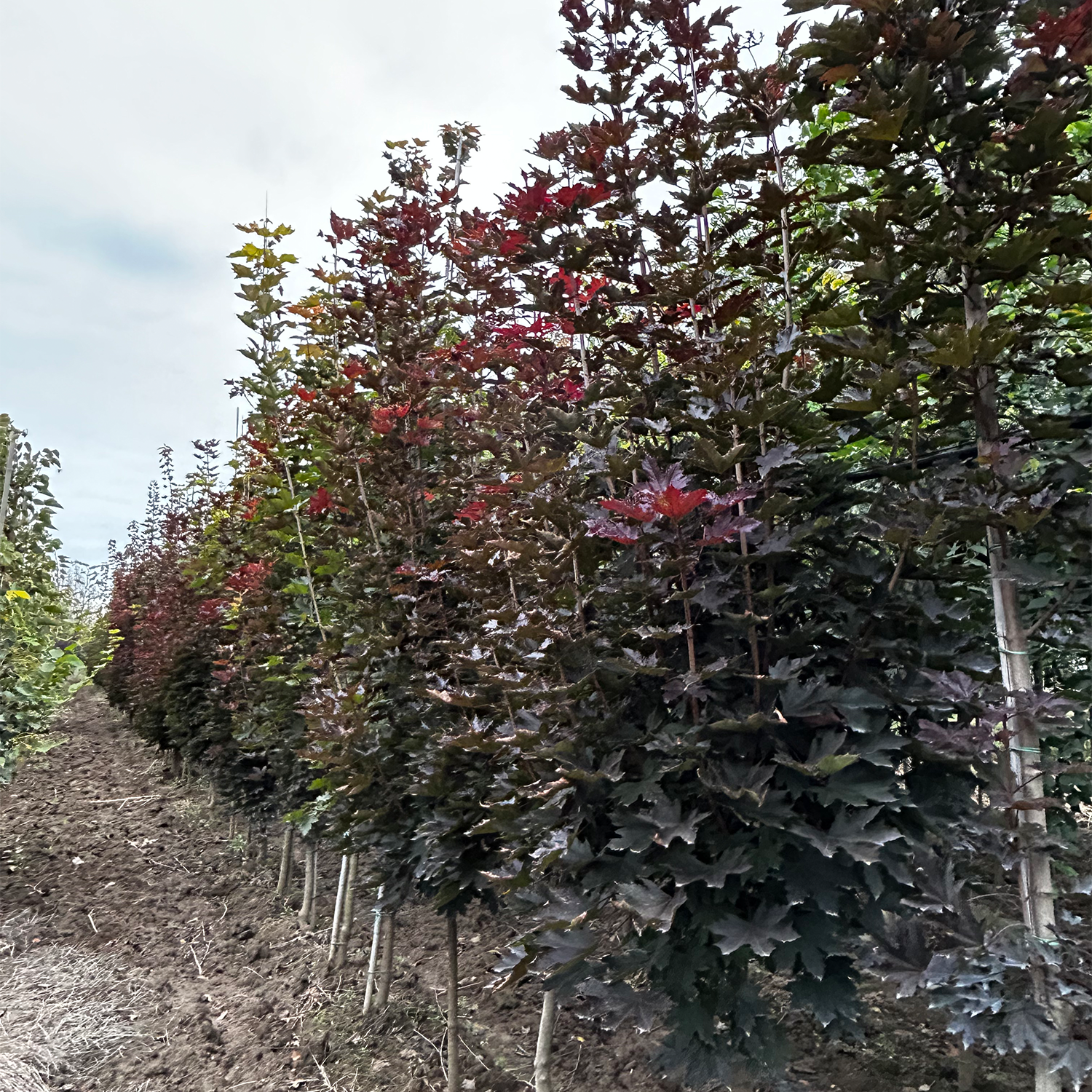 ACER PLATANOIDES CRIMSON CENTRY