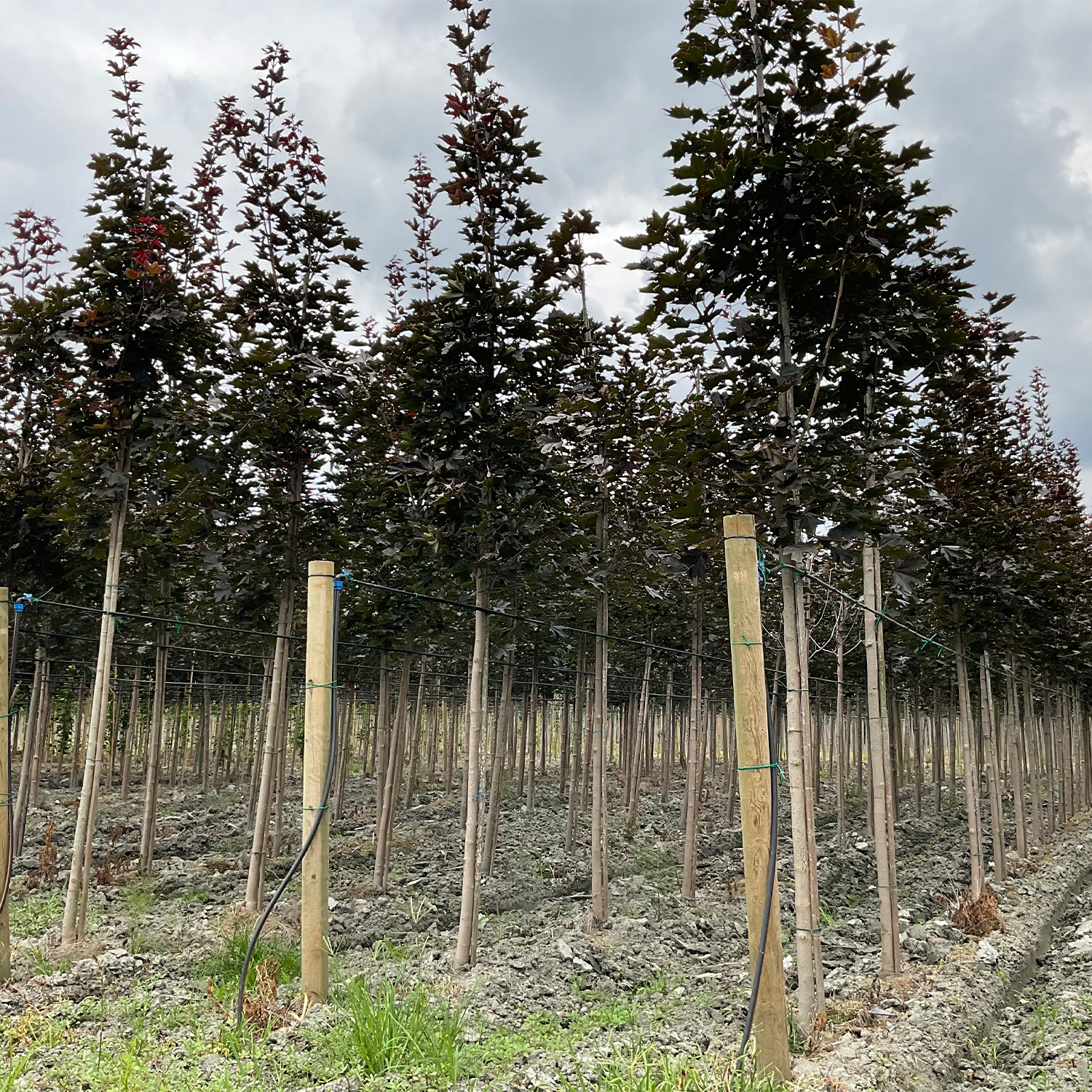 ACER PLATANOIDES ROYAL RED