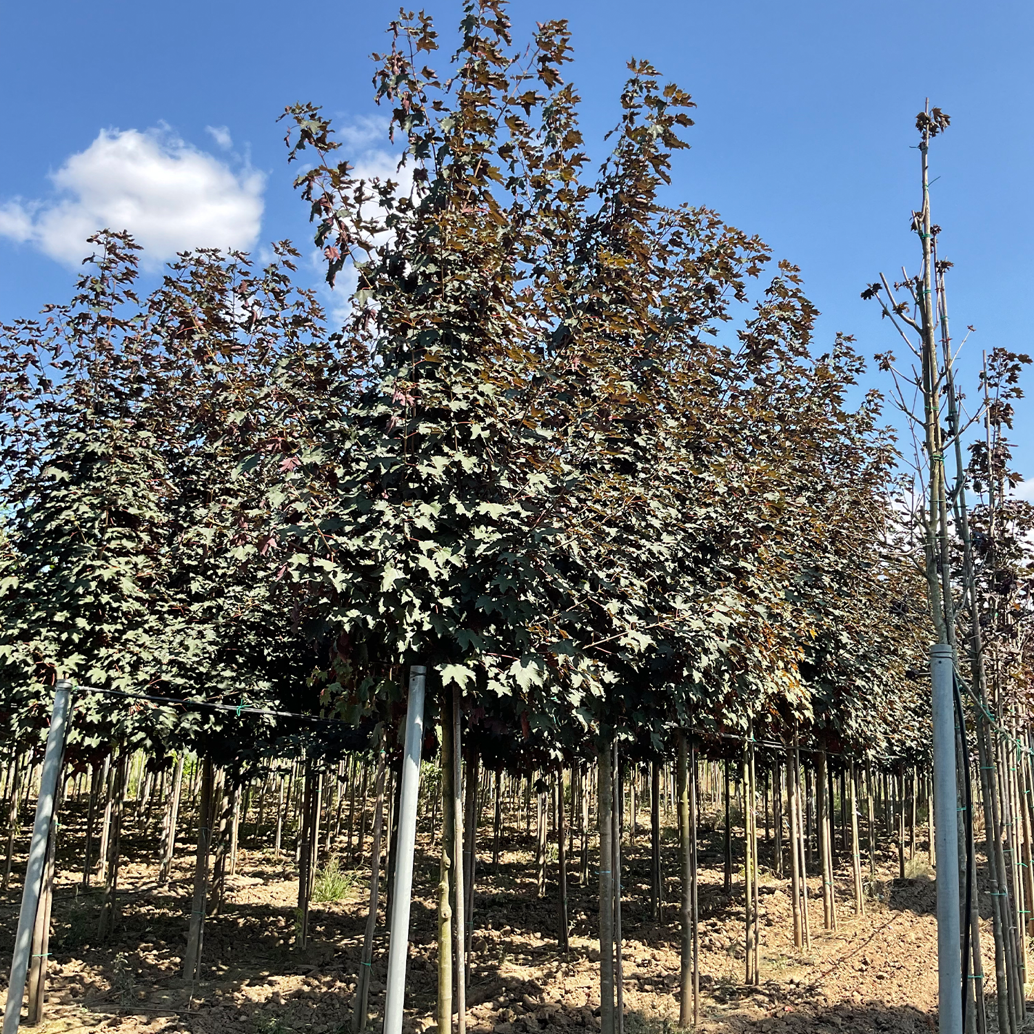 ACER PSEUDOPLATANUS SPAETHII