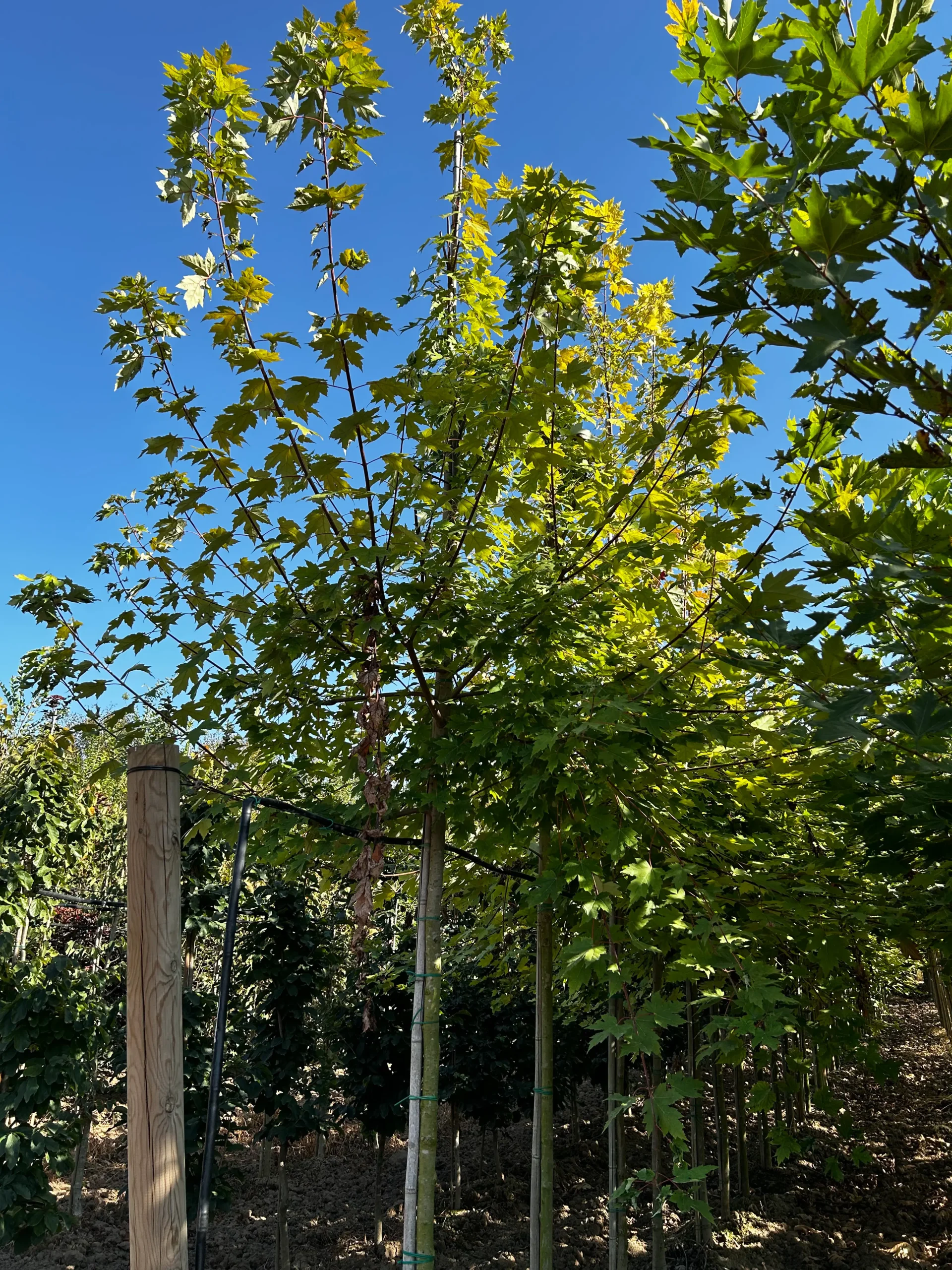 ACER SACCHARINUM