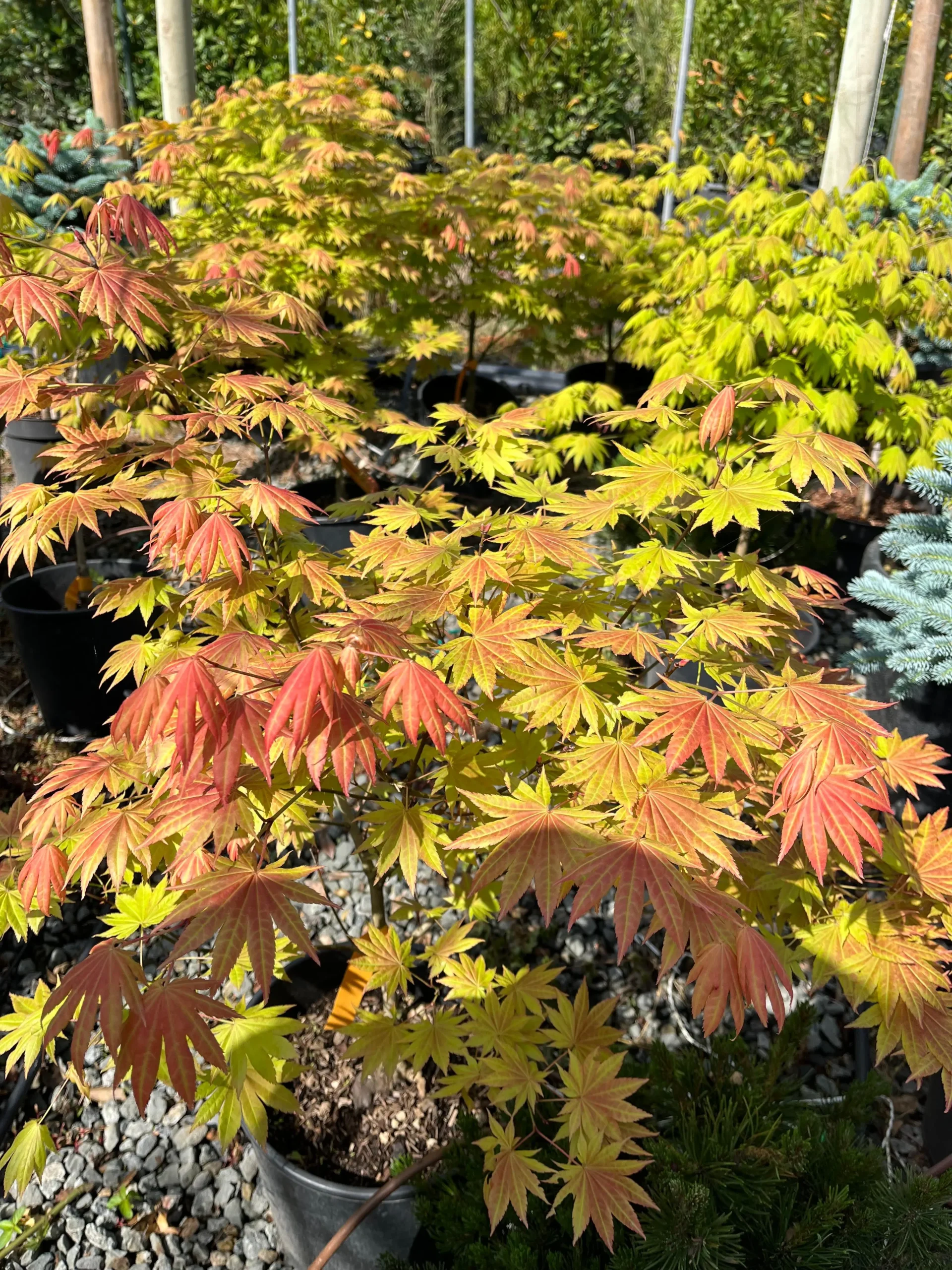 ACER SHIRASAWANUM MOONRISE