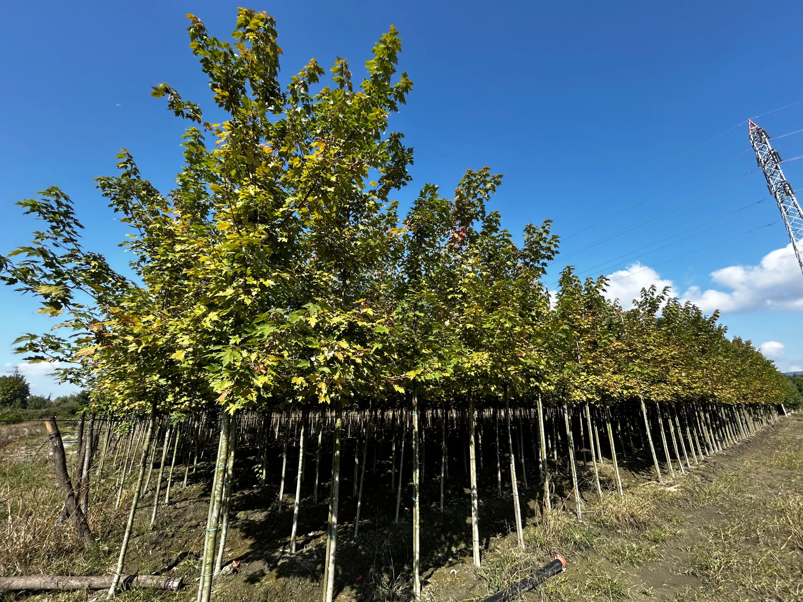 ACER x FREMANII AUTUMN BLAZE