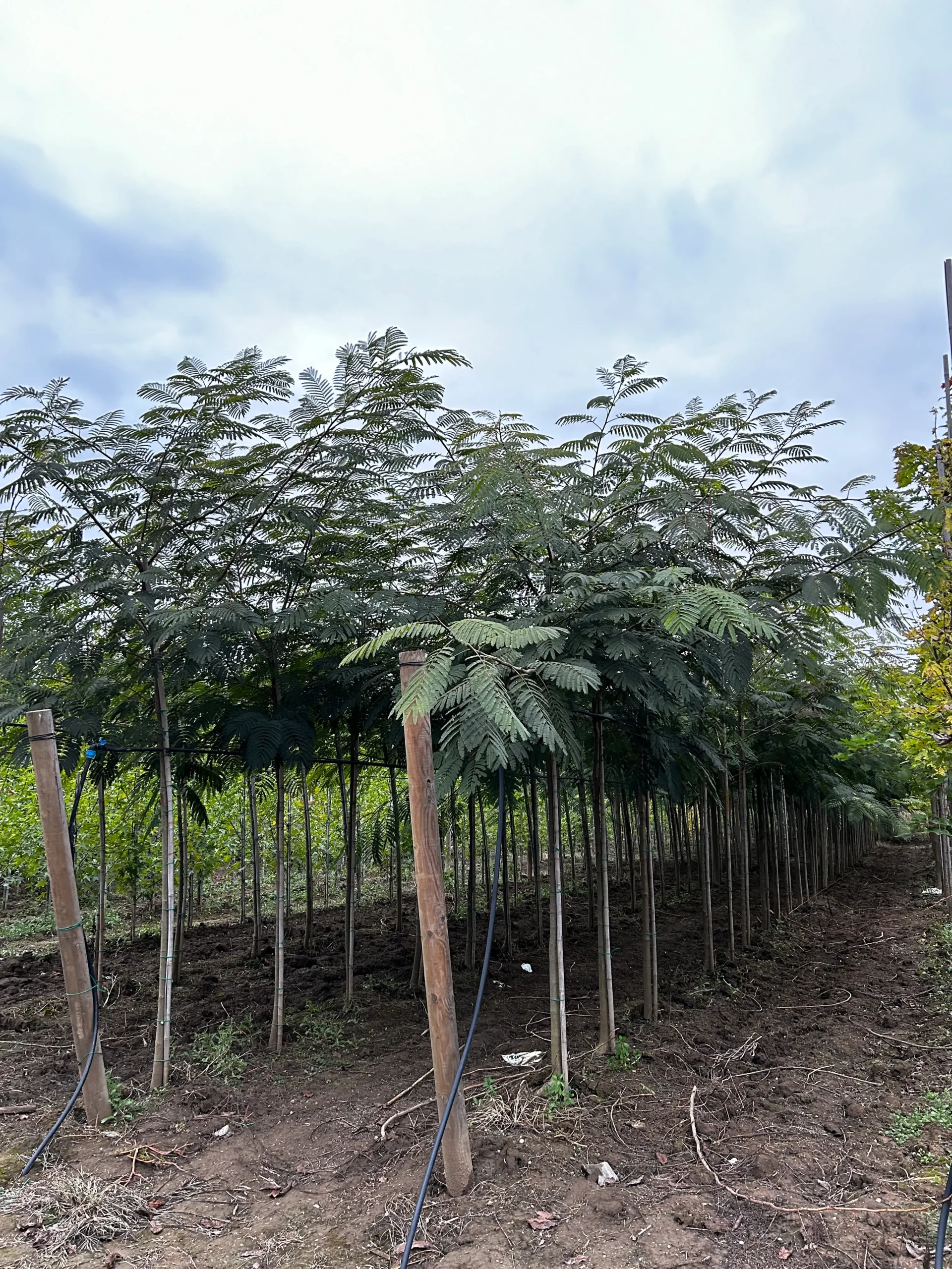 ALBIZIA JULIBRISSIN