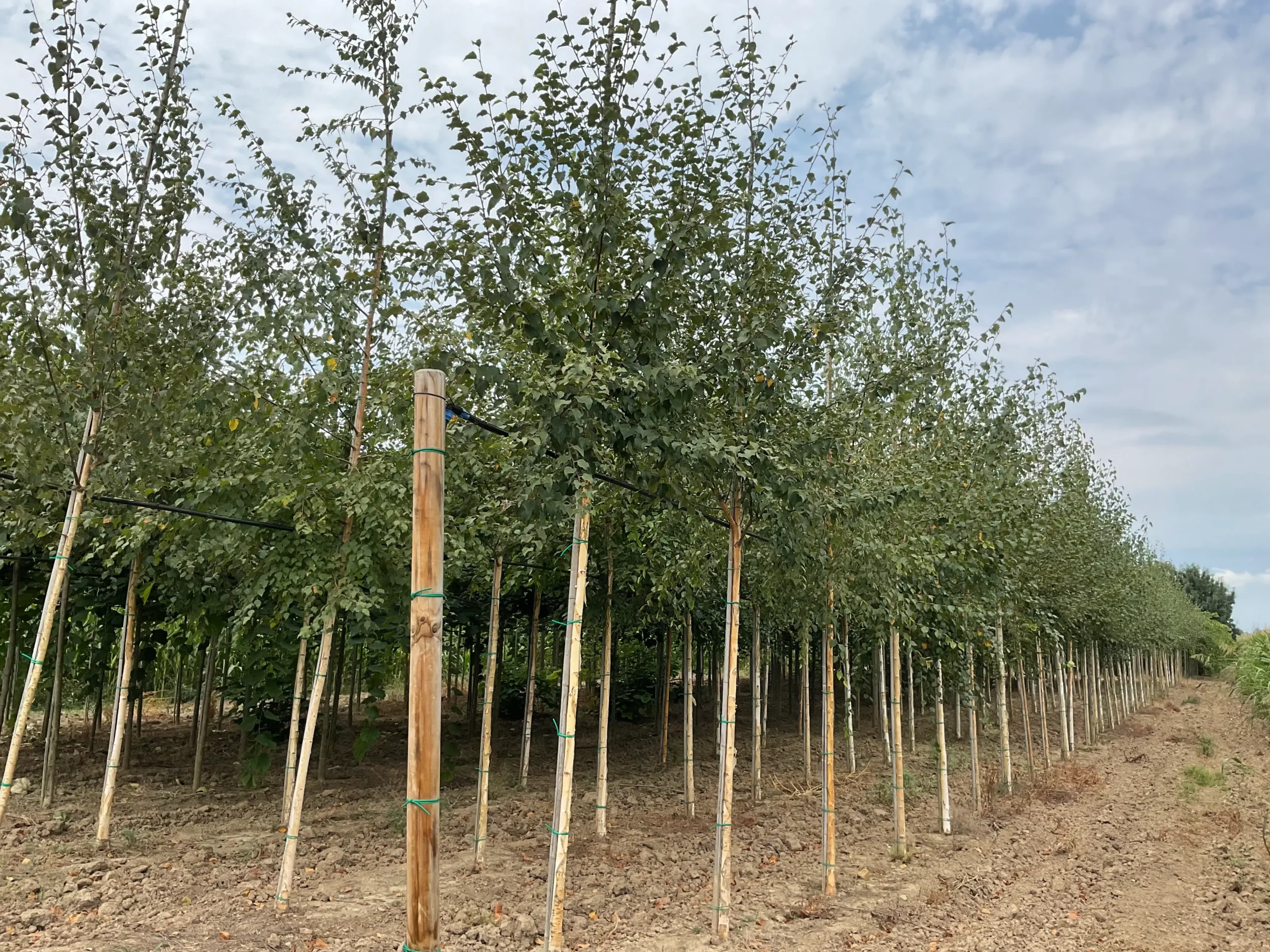 BETULA PLATYPHILLA