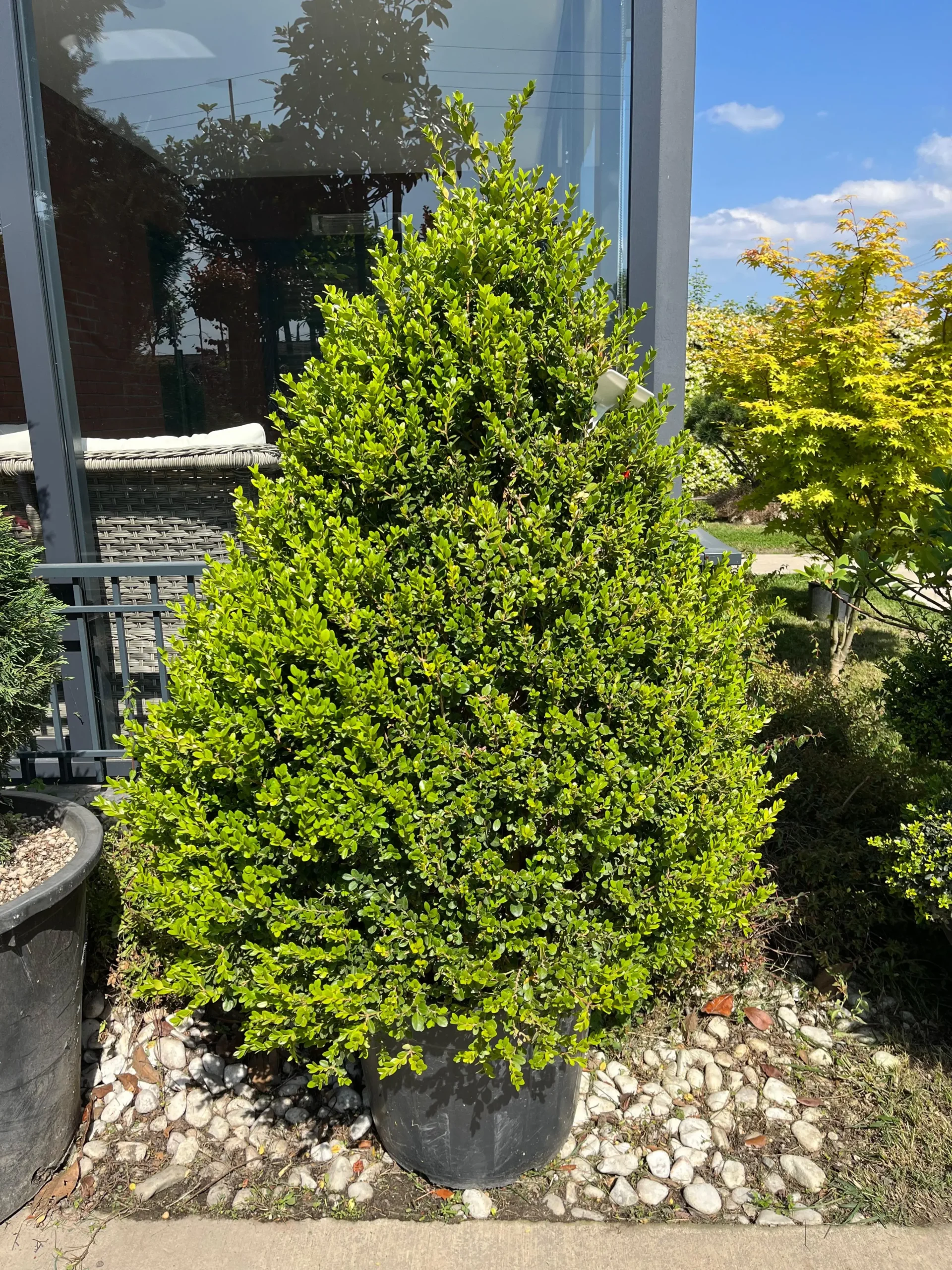 BUXUS MICROPHYLLA FAULKNER PYR.