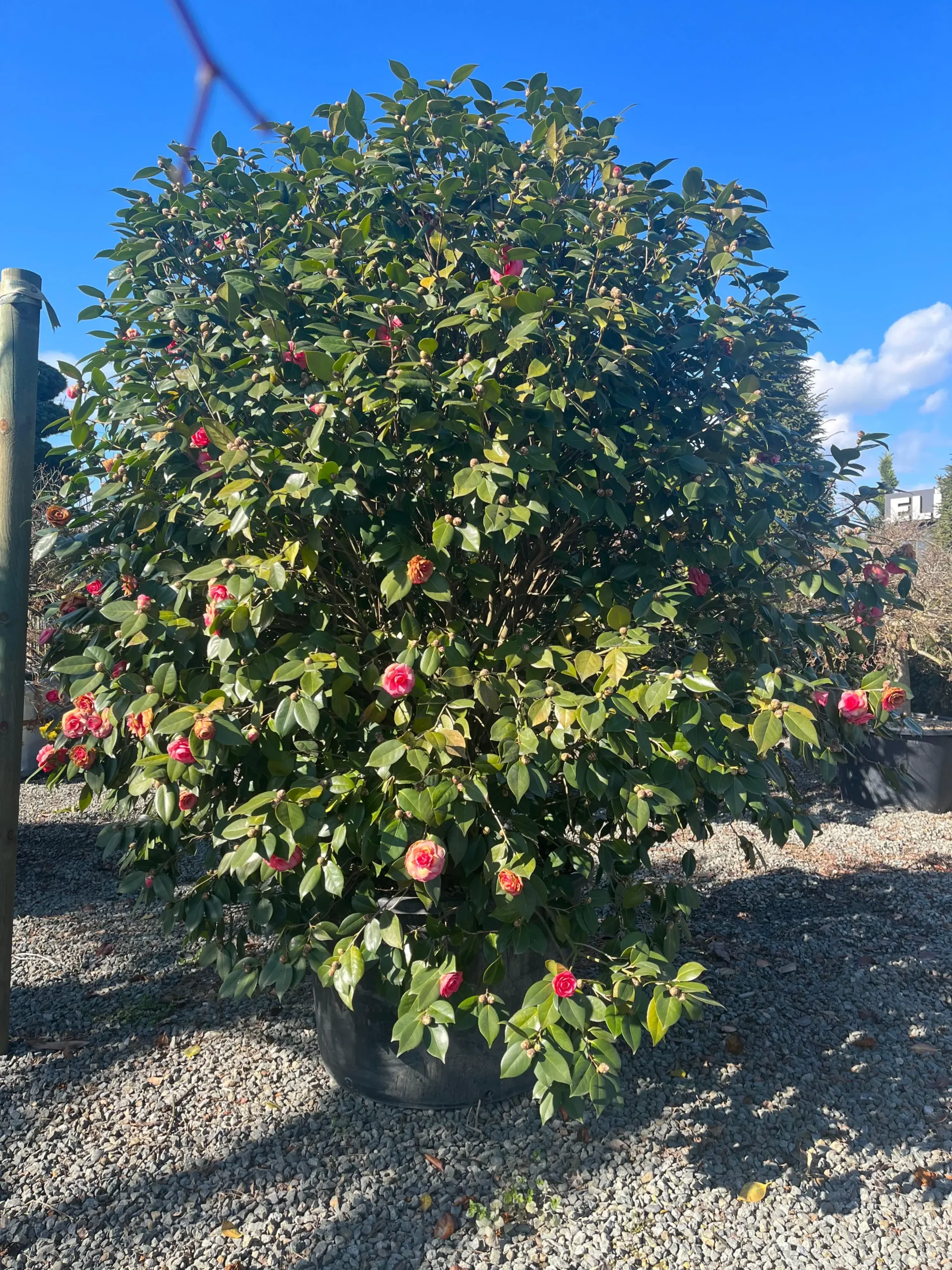 CAMELLIA JAPONICA