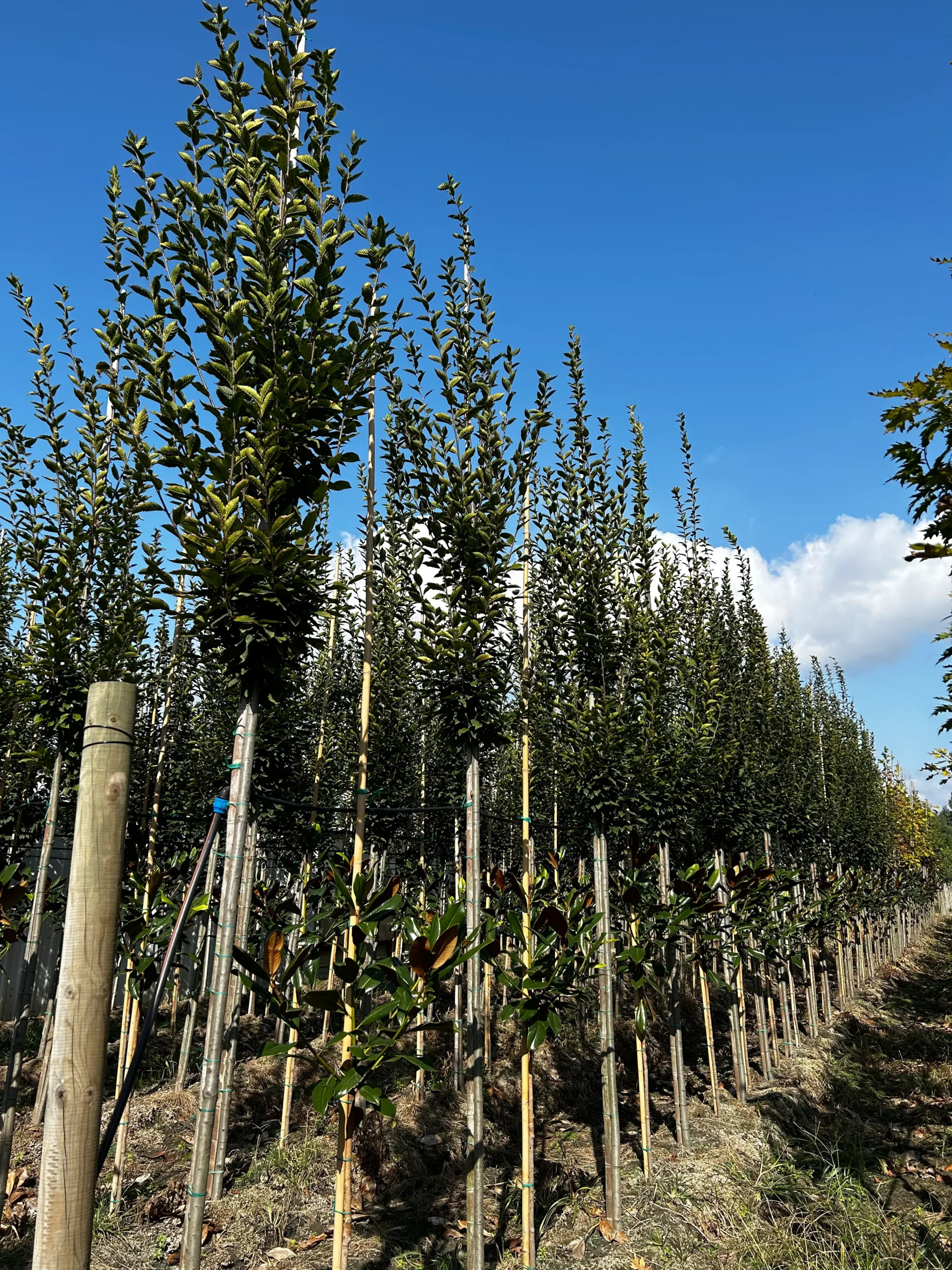 CARPINUS BETULUS