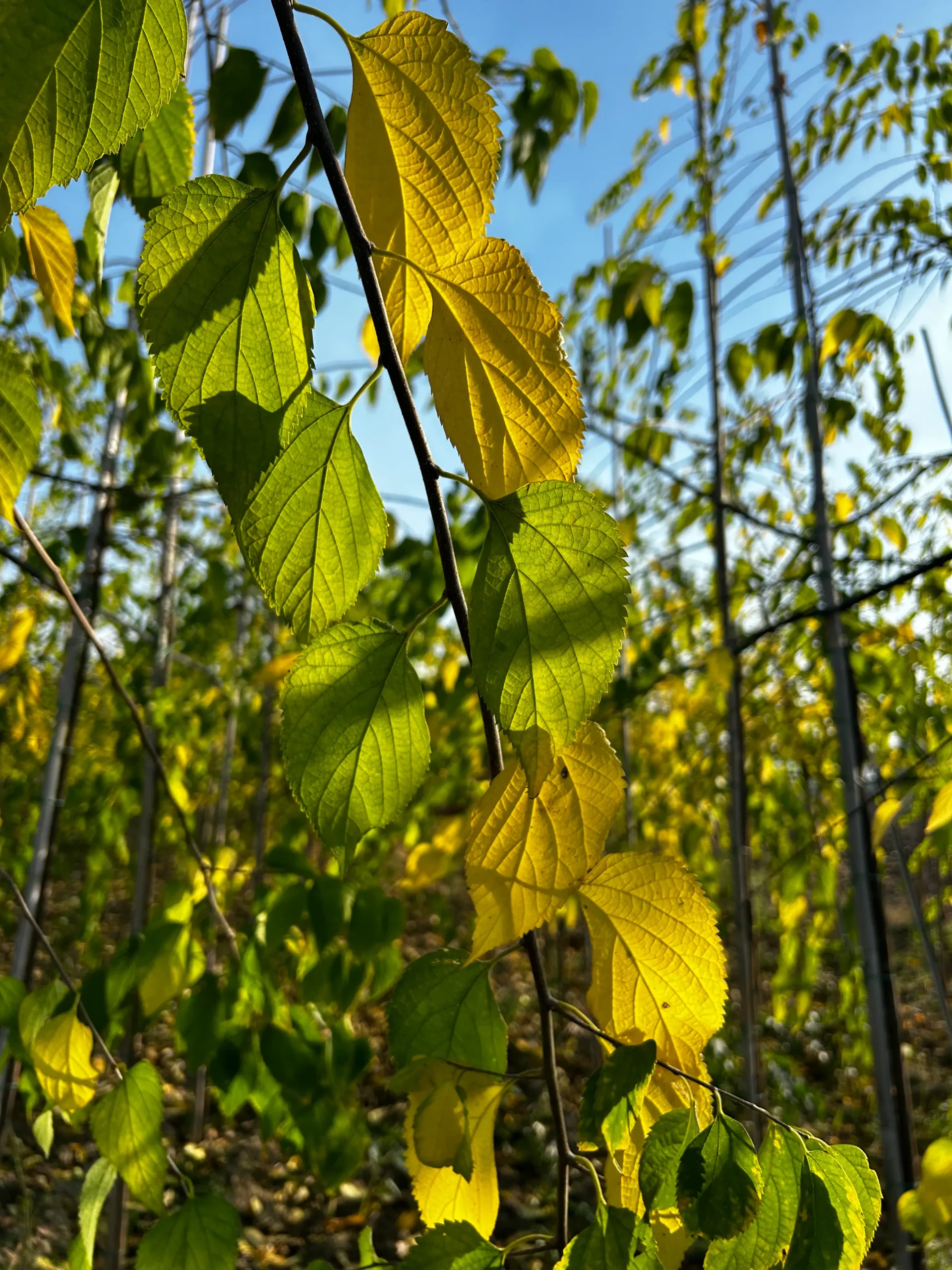 CELTIS AUSTRALIS