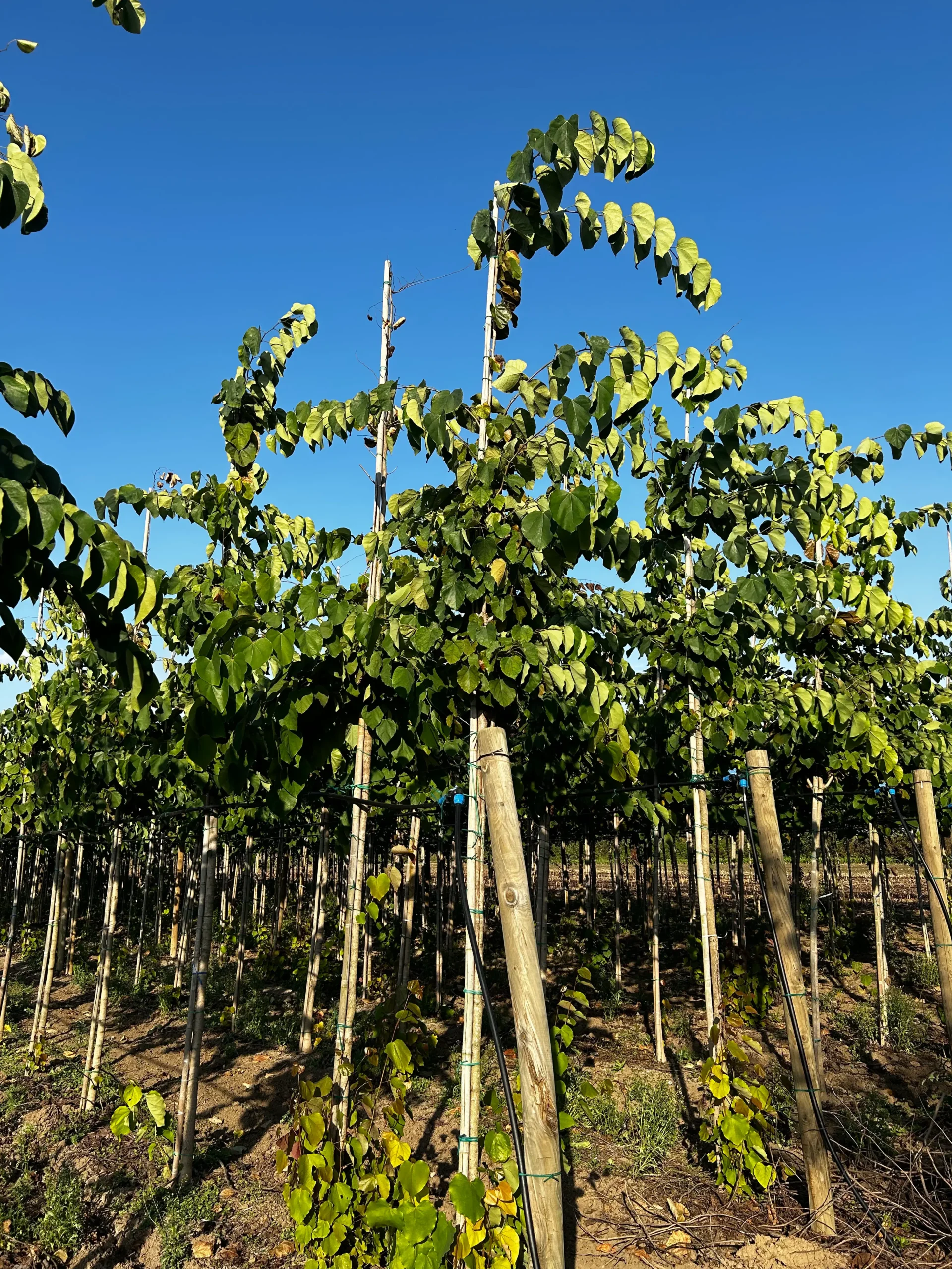 CERCIS GIGANTEA