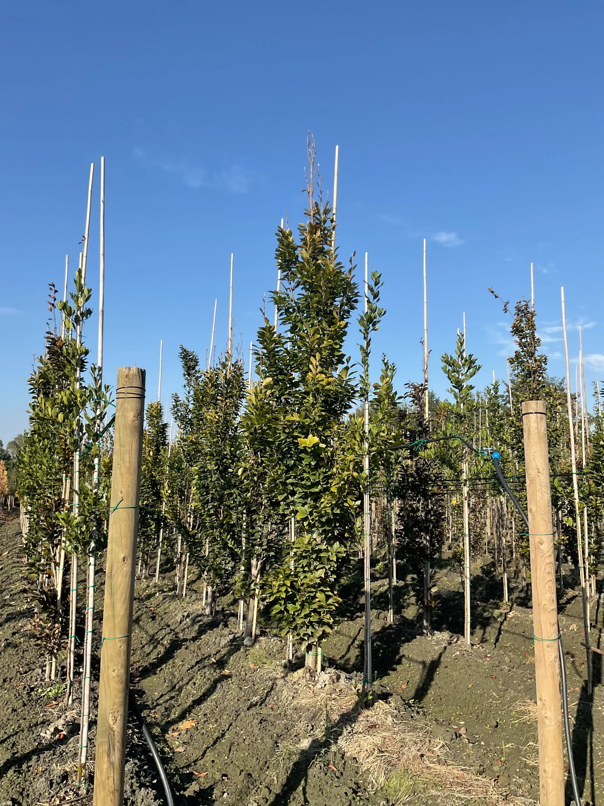 FAGUS SYLVATICA
