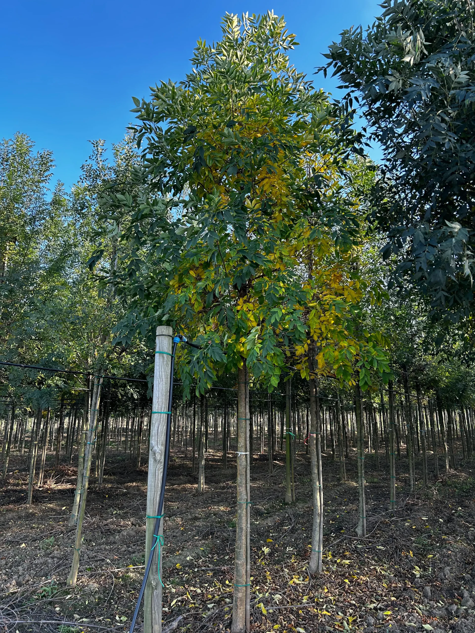 FRAXINUS AMERICANA