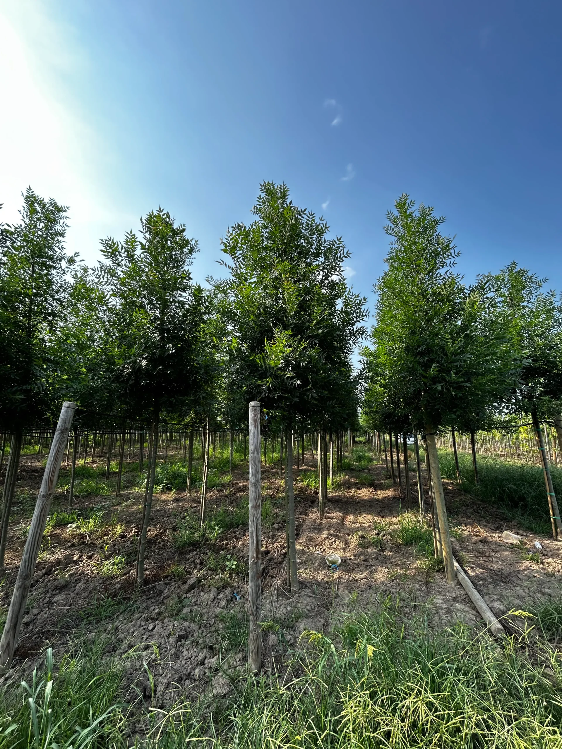 FRAXINUS ANGUSTIFOLIA RAYWOOD