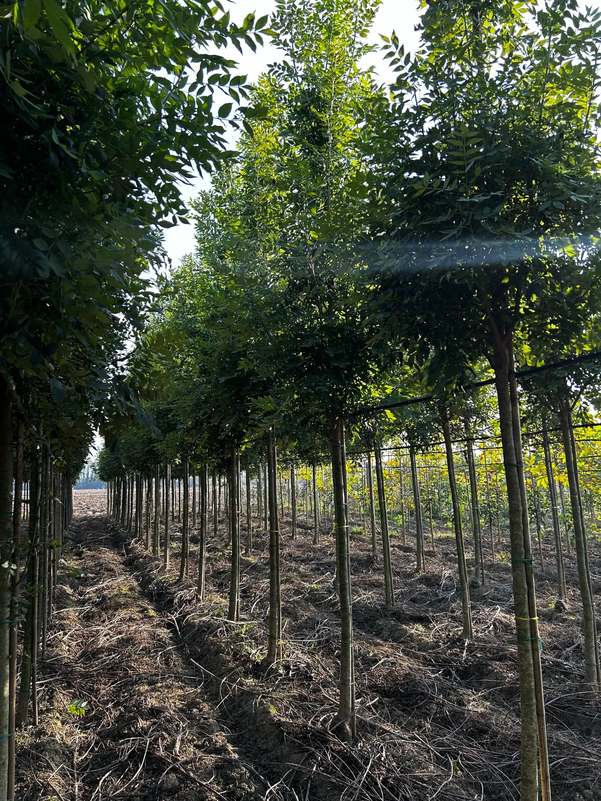 FRAXINUS EXCELSIOR ALTENA