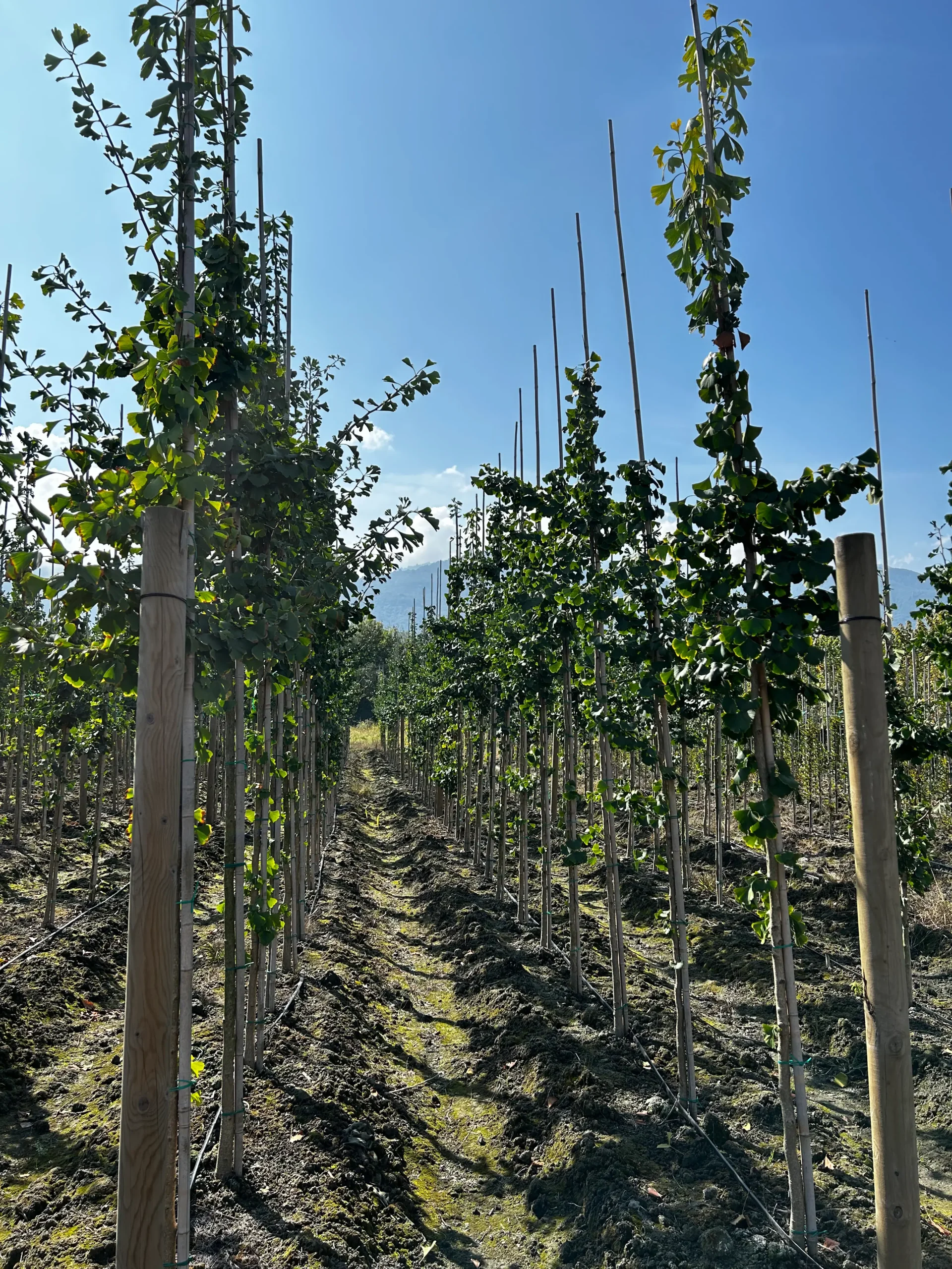 GINKGO BILOBA