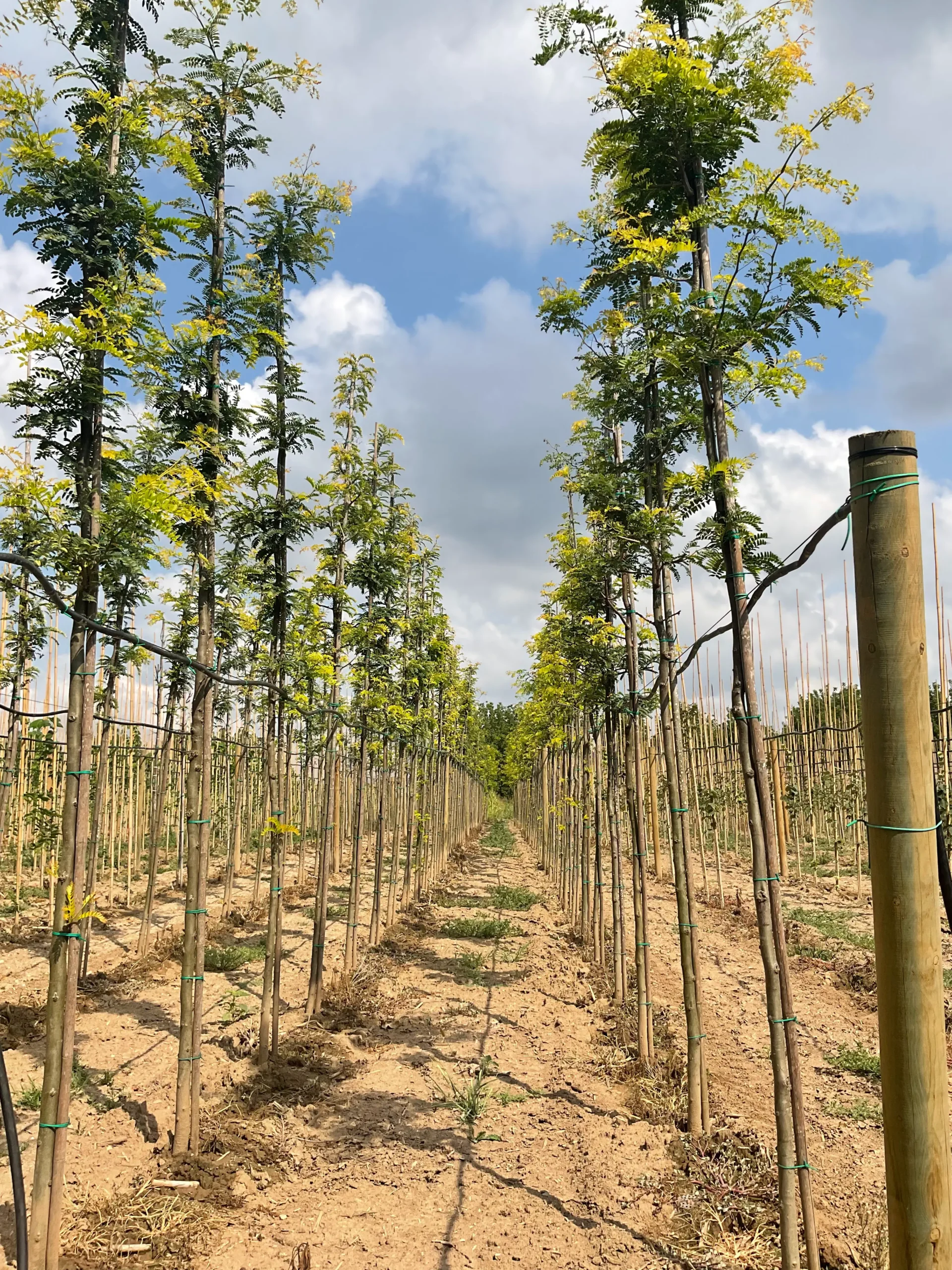 GLEDITSIA TRIACANTHOS SUNBURST