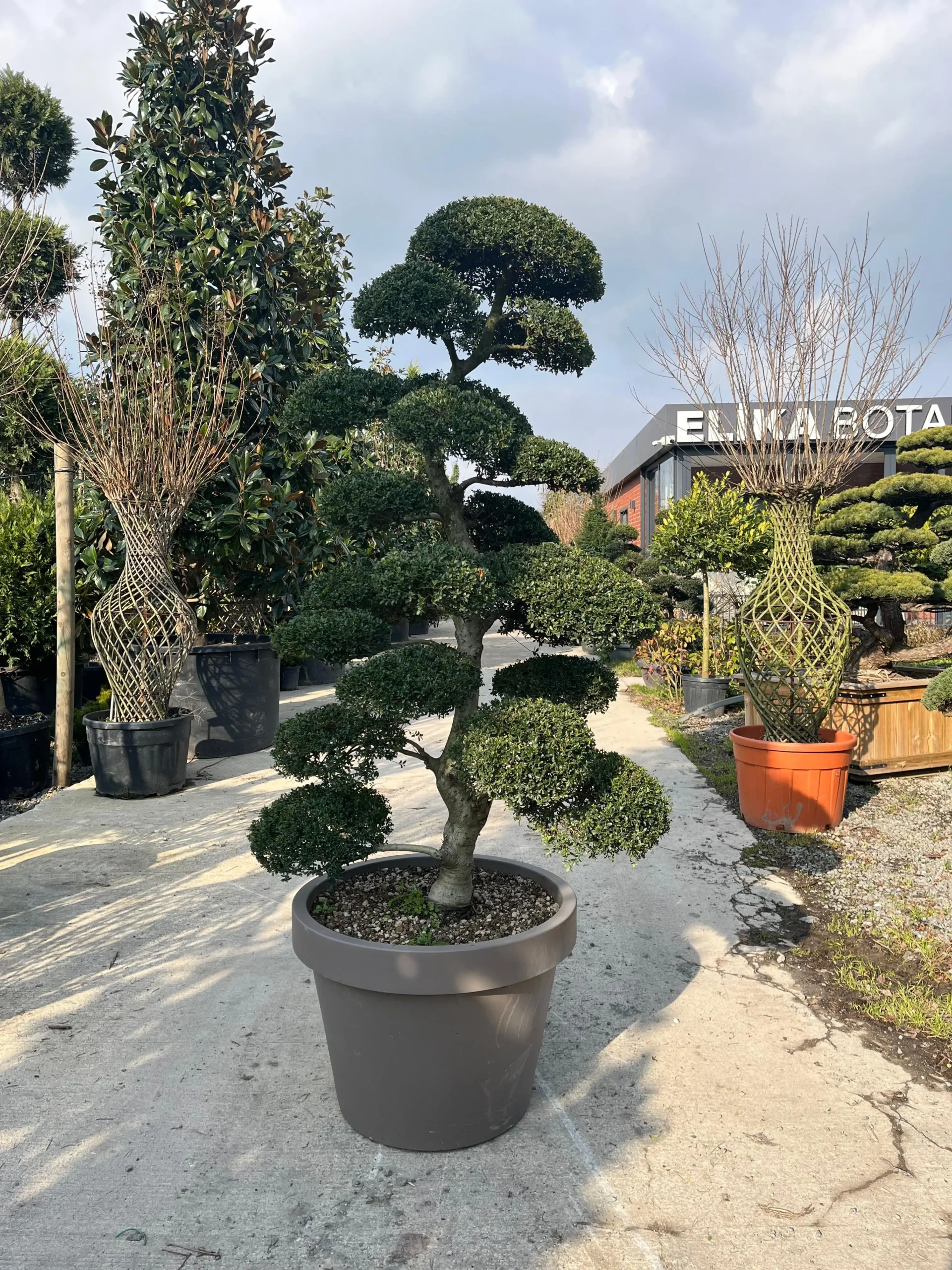 ILEX CRENATA BONSAI