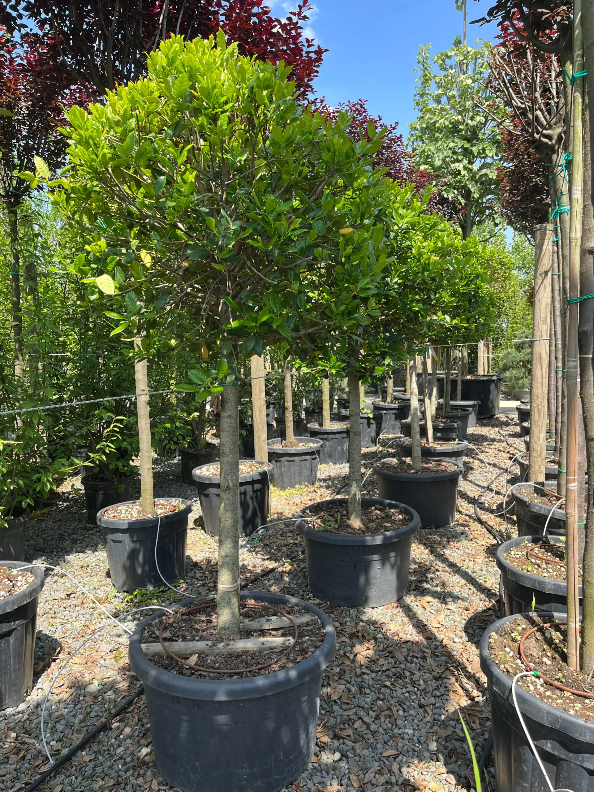 ILEX NELLIE STEVENS 1/2 TIGE