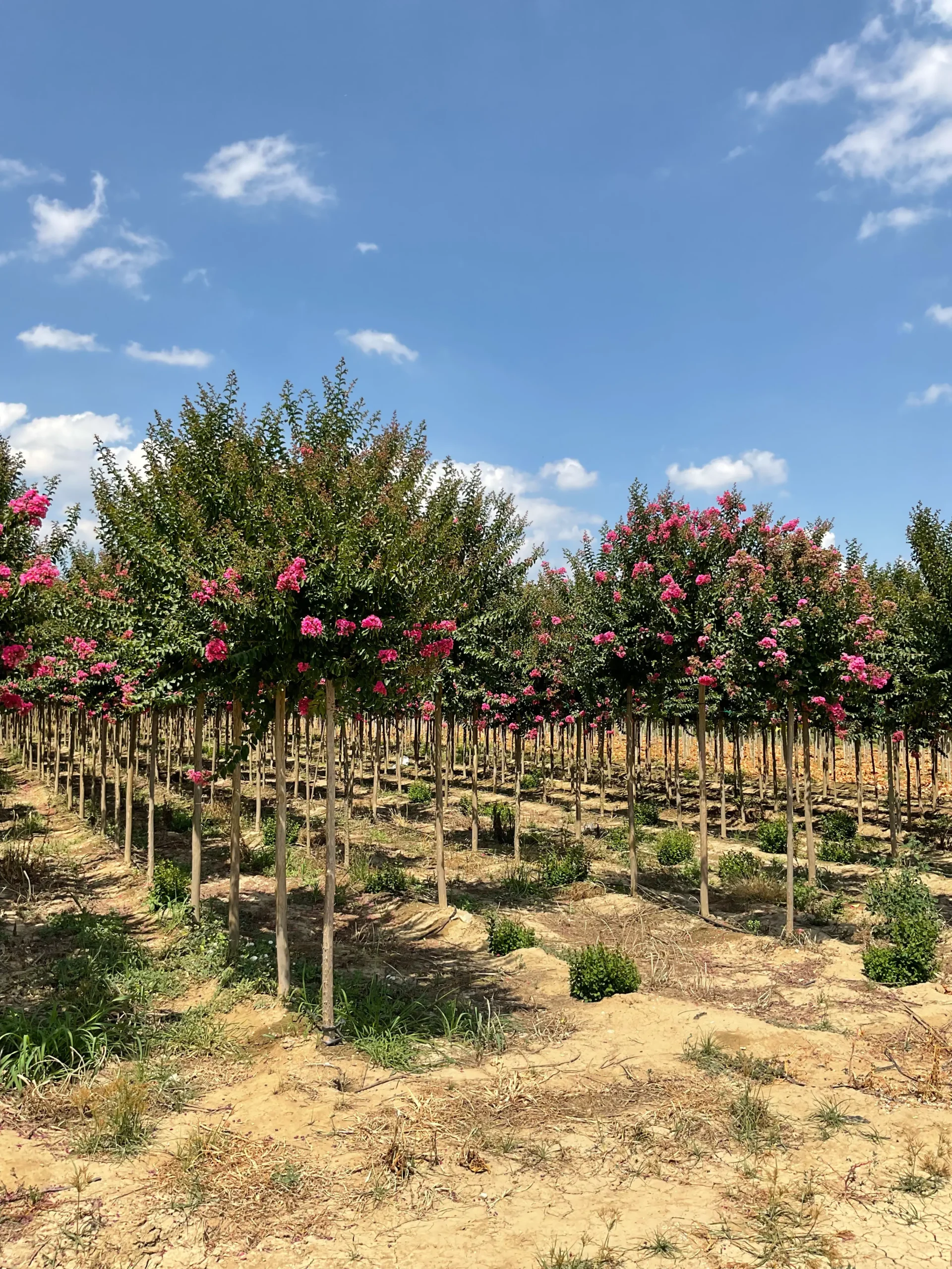 LAGERSTROEMIA INDICA