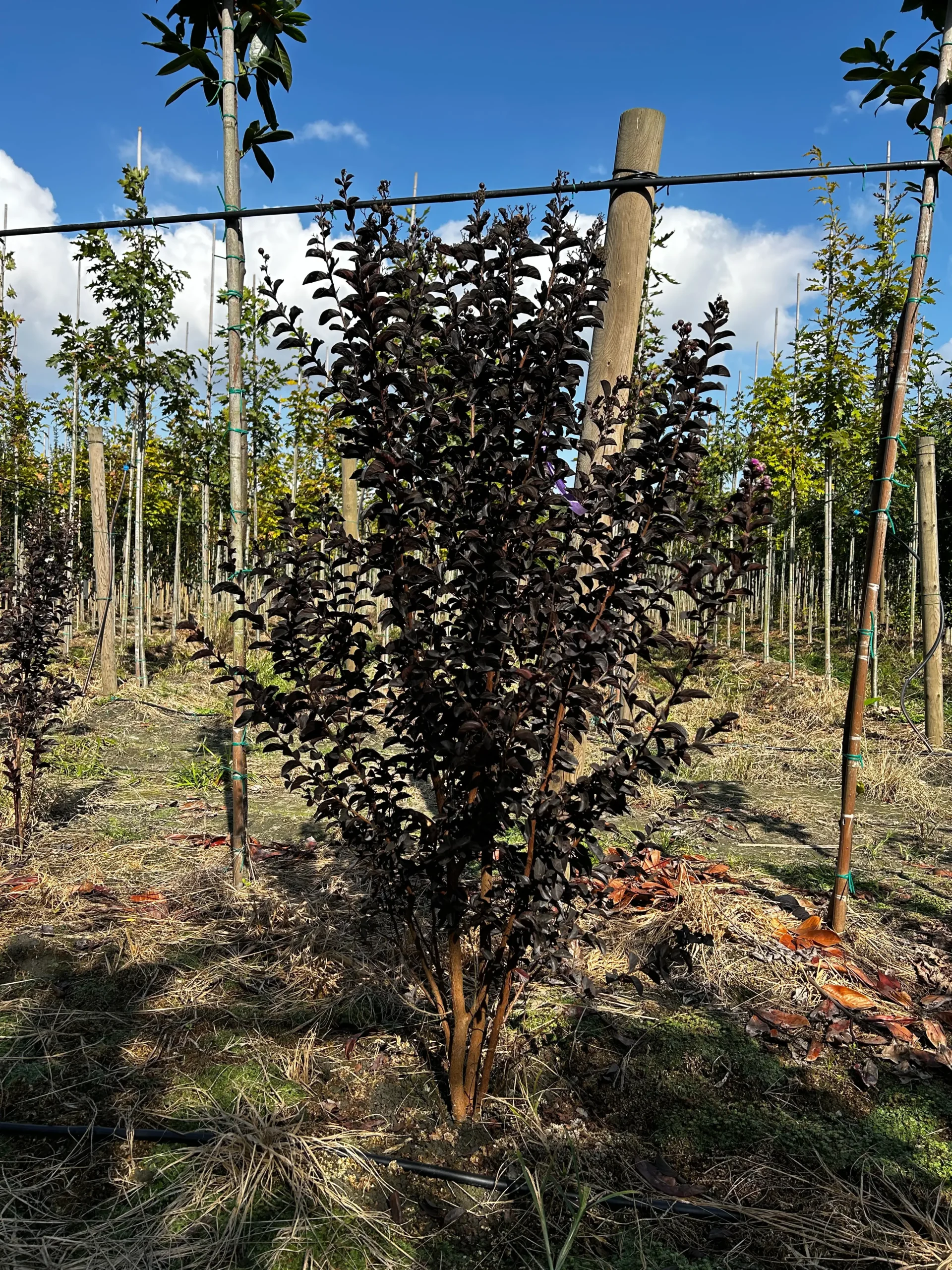 LAGERSTROEMIA INDICA BLACK DIAMOND