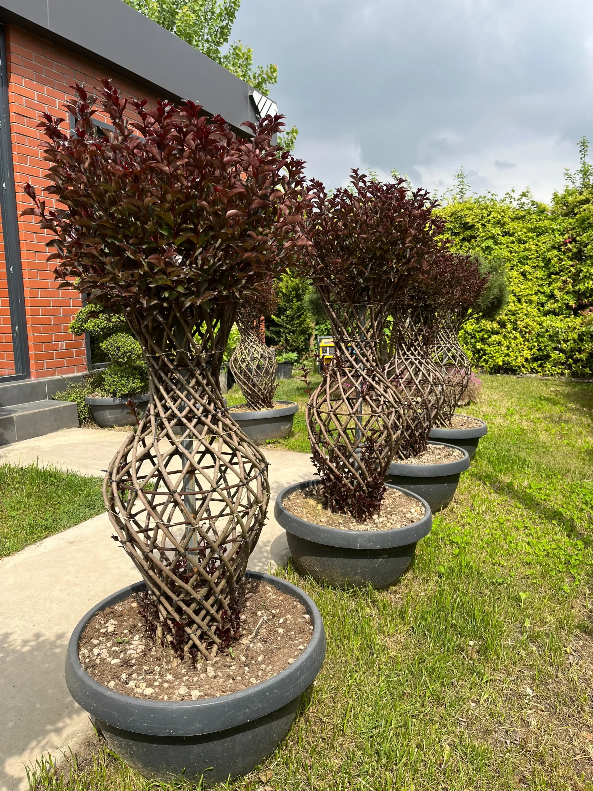 LAGERSTROEMIA INDICA BLACK DIAMOND VASO