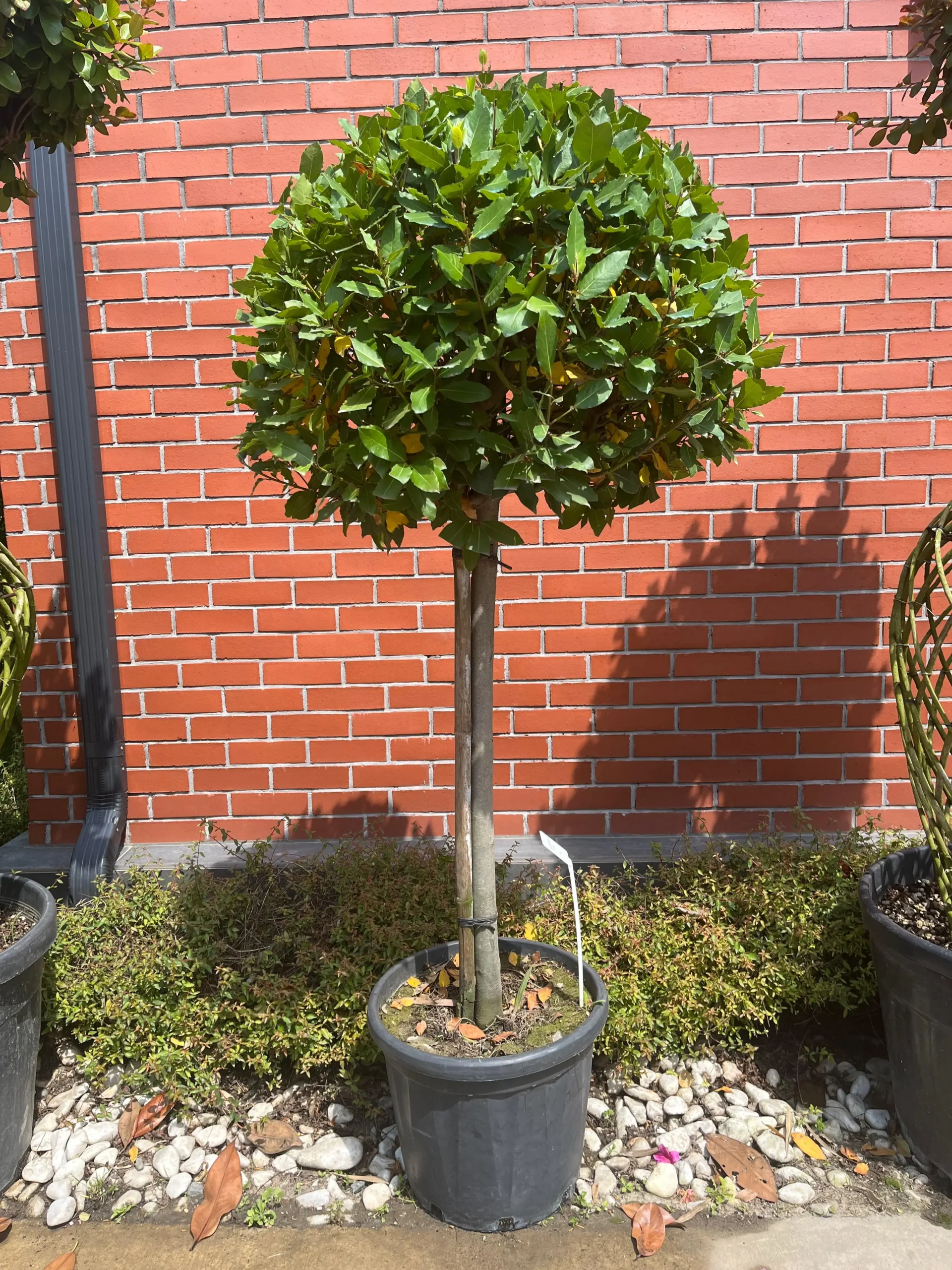 LAURUS NOBILIS 1/2 TIGE