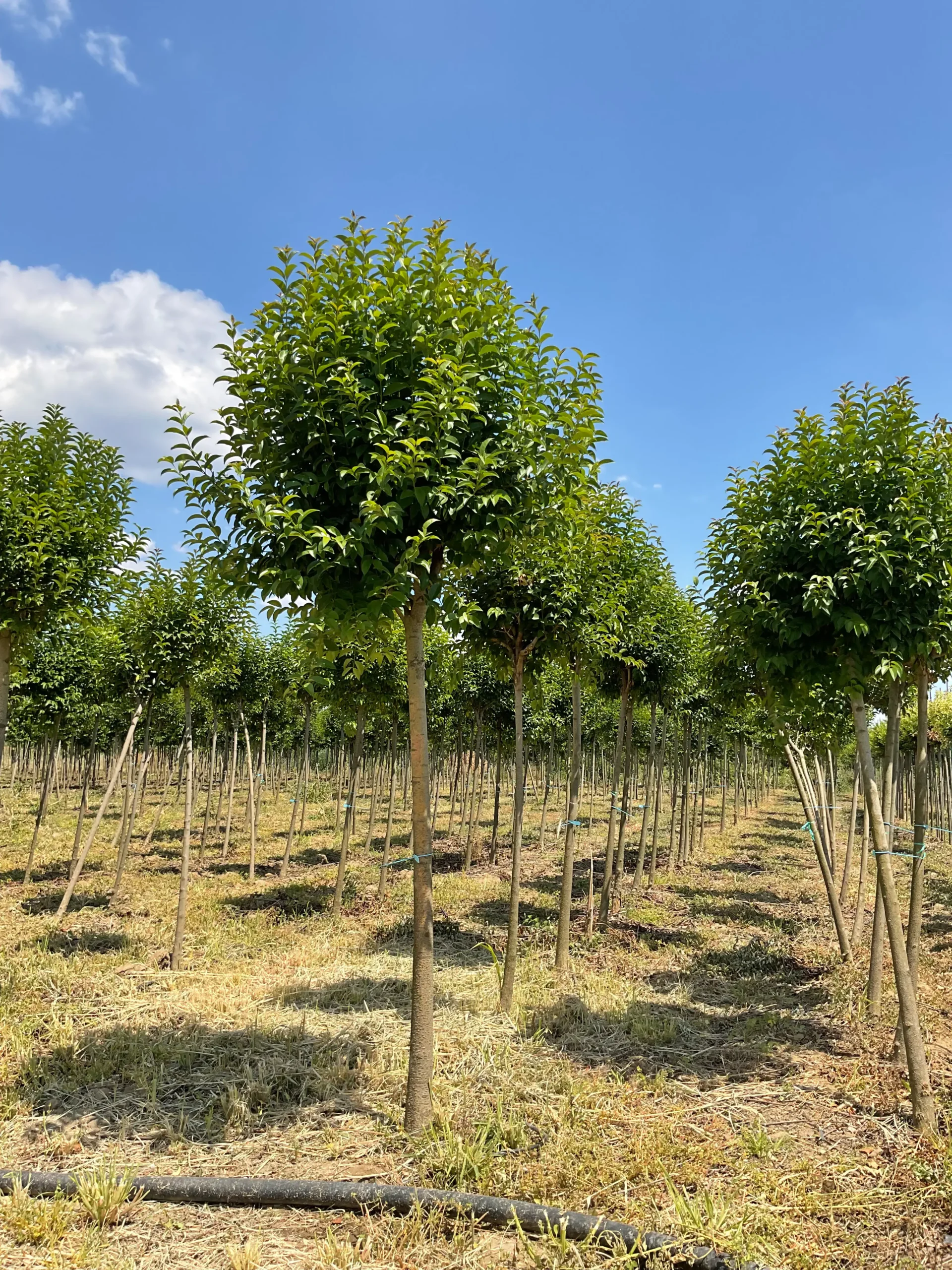 LIGUSTRUM JAPONICUM