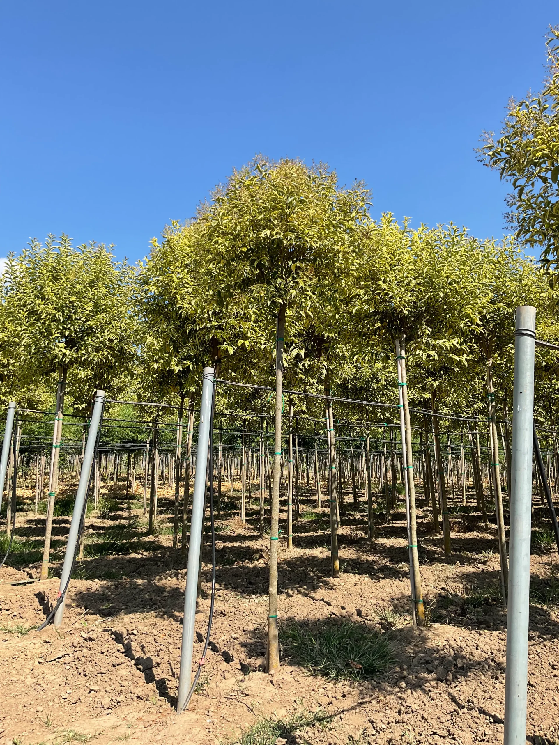 LIGUSTRUM JAPONICUM EXCELSUM SUPERBUM