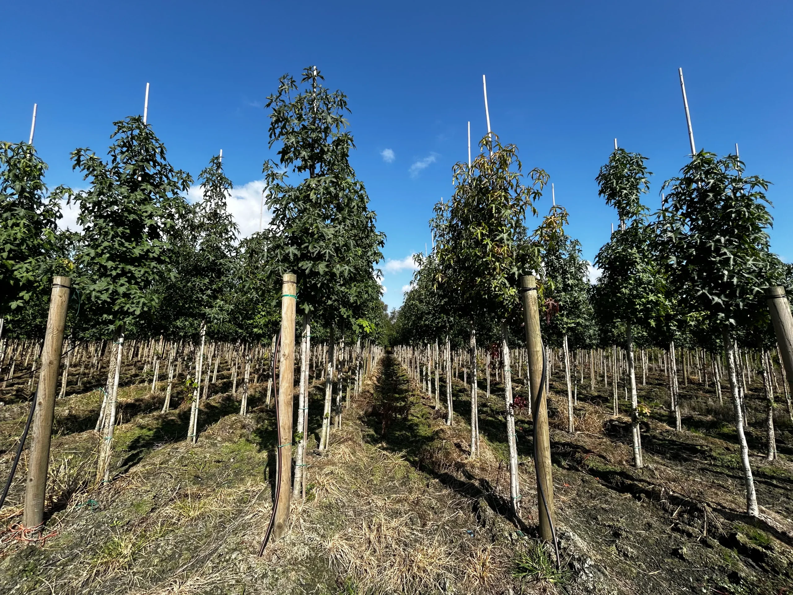 LIQUIDAMBAR STYRACIFLUA