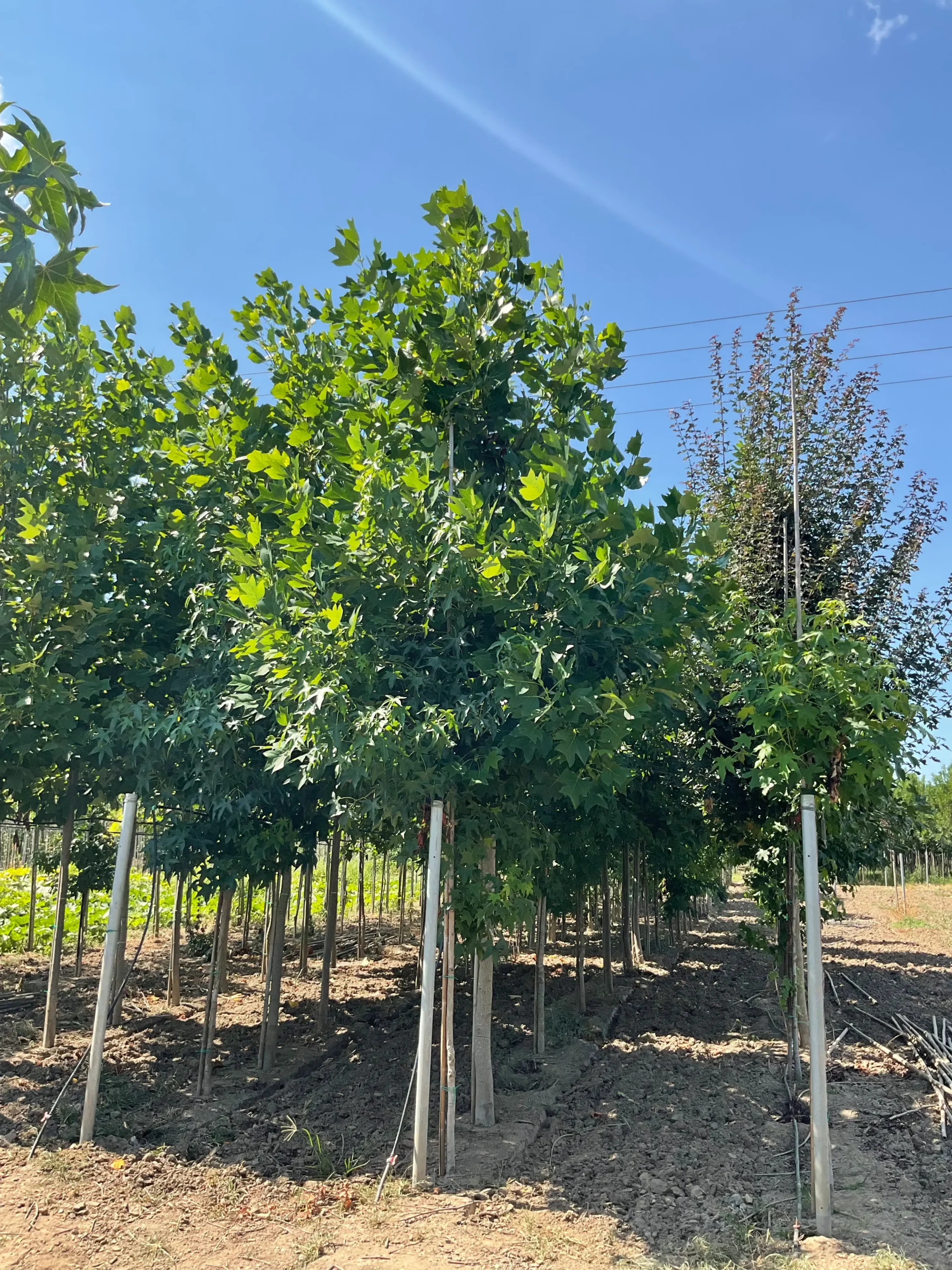 LIRIODENDRON TULIPIFERA