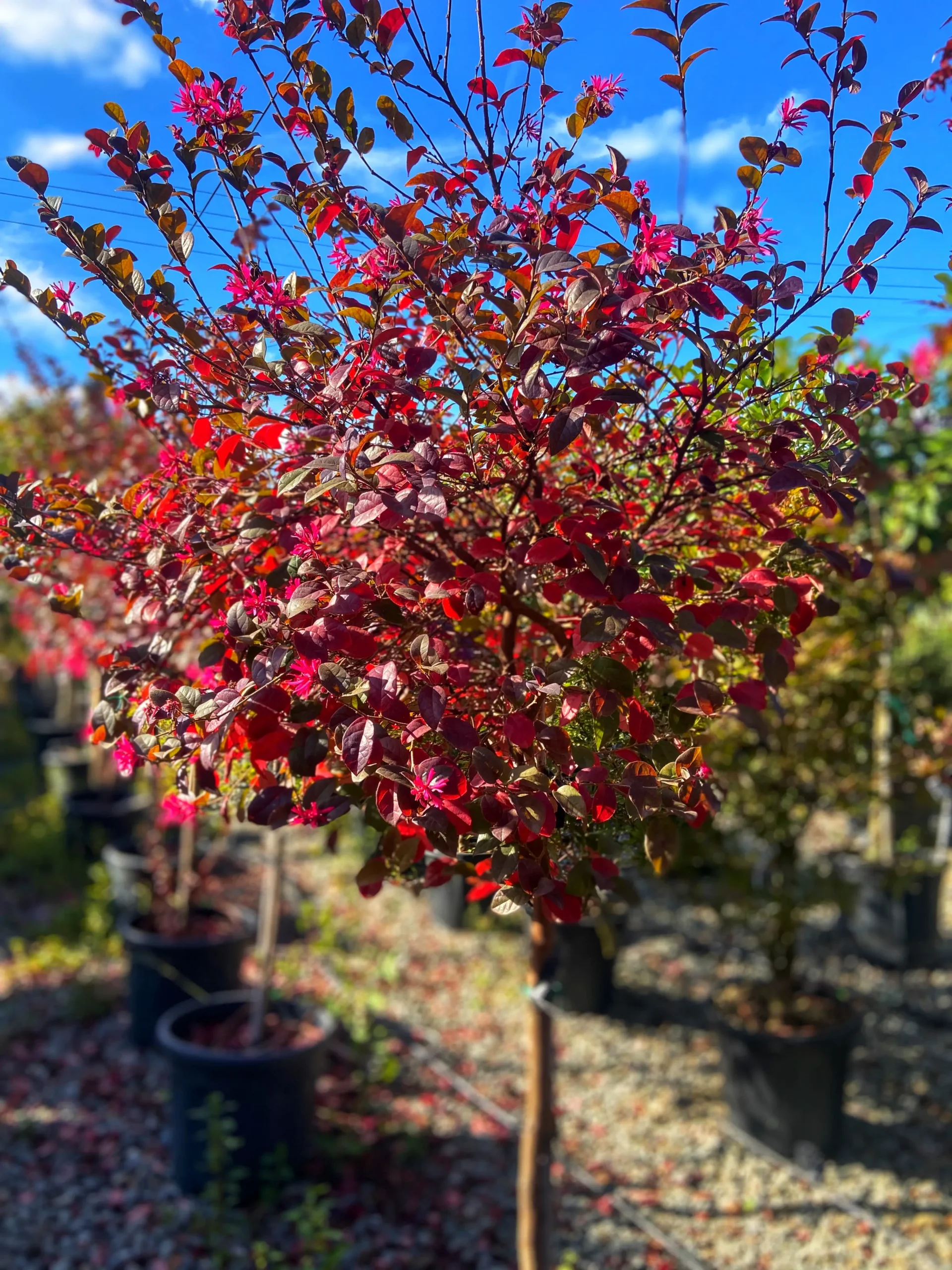 LOROPETALUM CHINENSE BLACK PEARL 1/2 TIGE