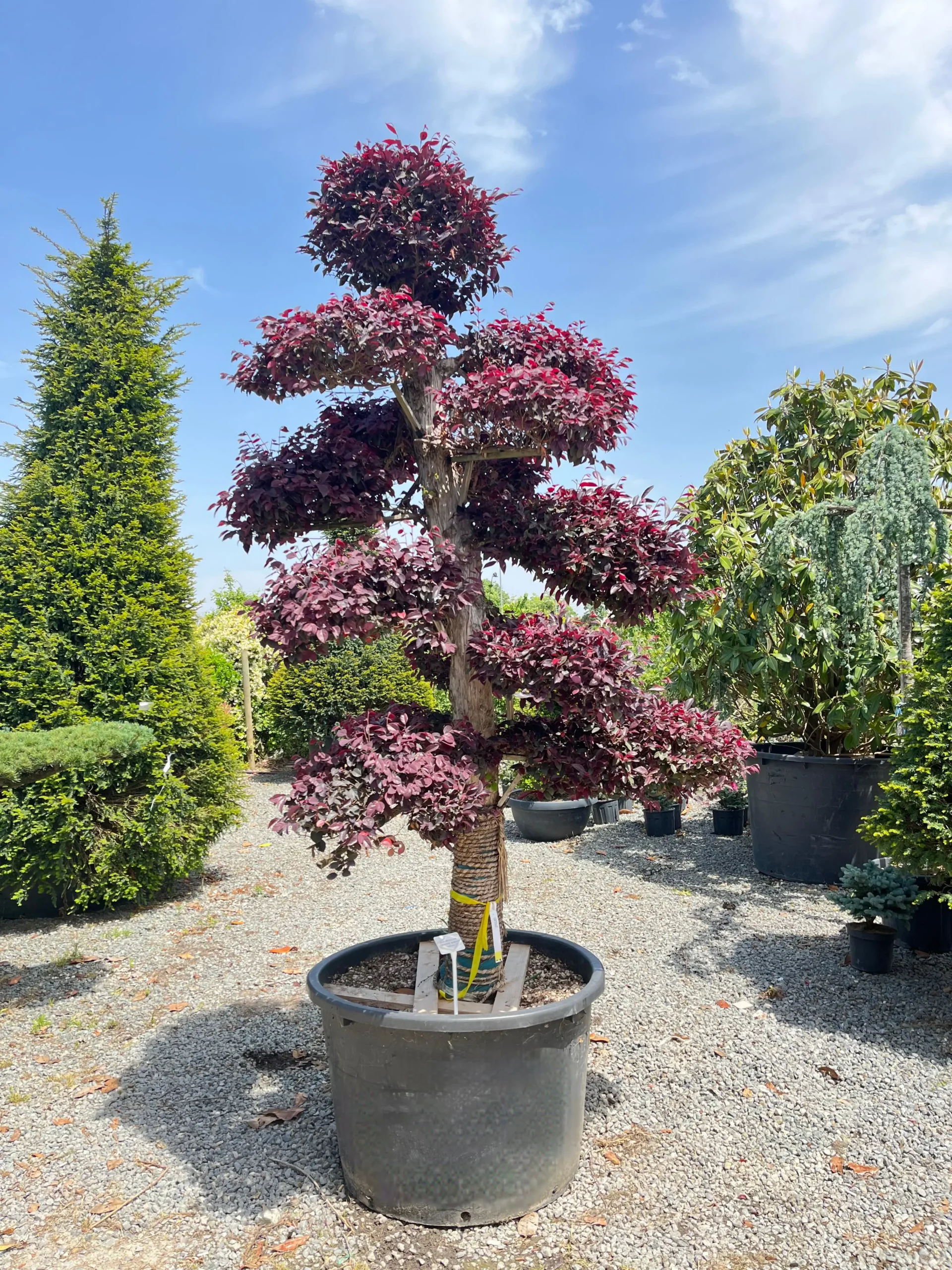 LOROPETALUM CHINENSE BONSAI