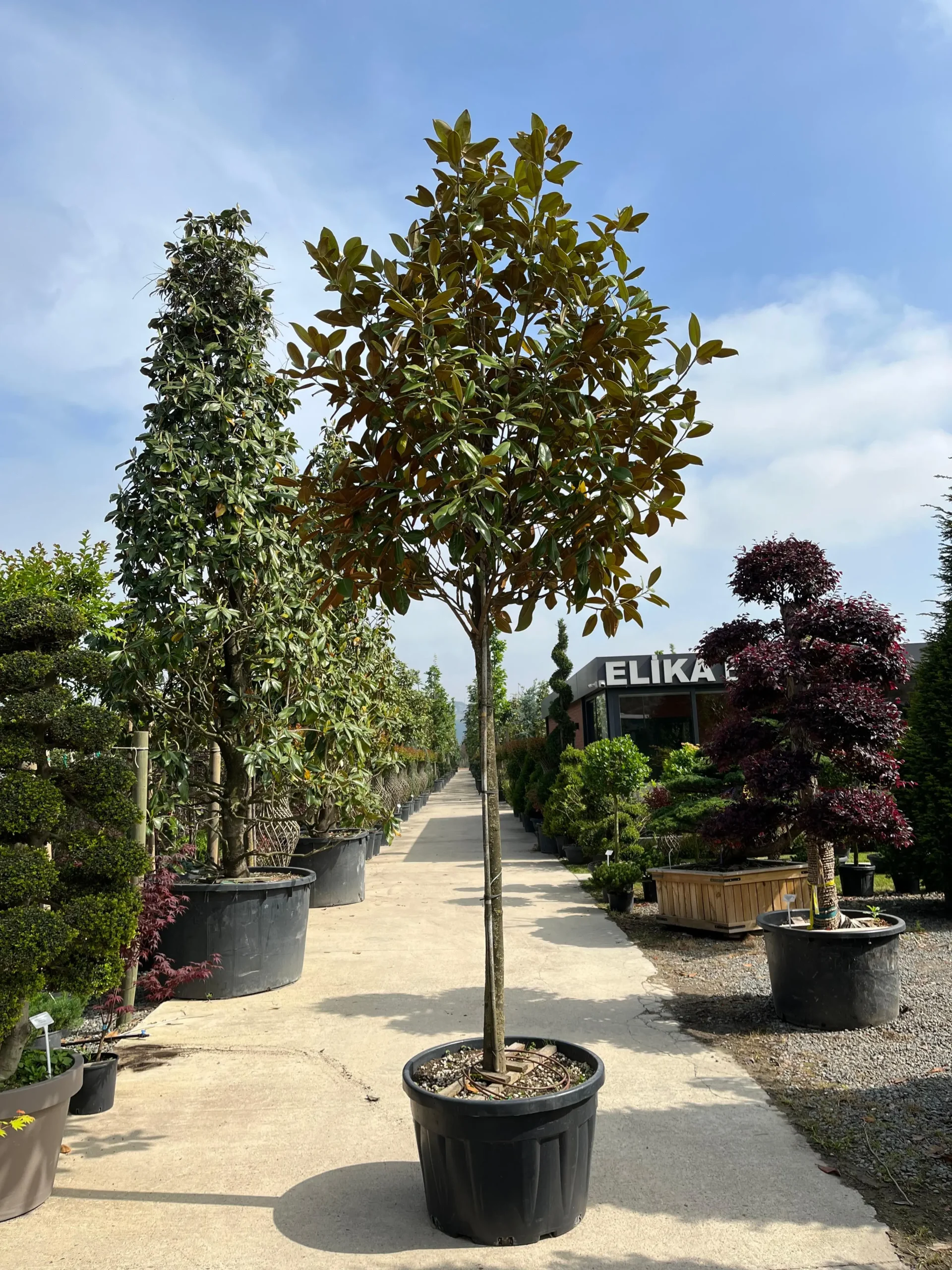 MAGNOLIA GRANDIFLORA GALLISONIENSIS