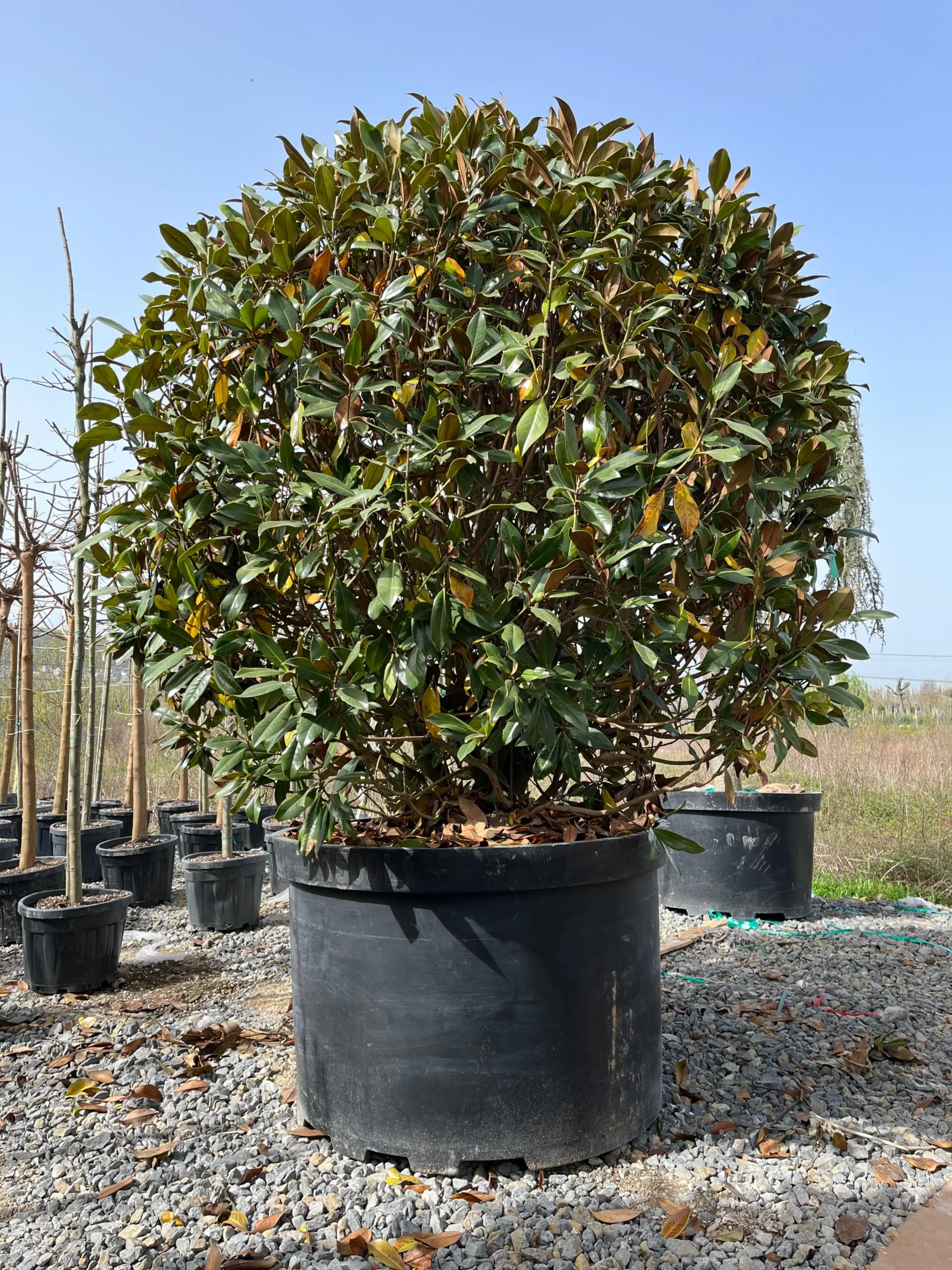 MAGNOLIA GRANDIFLORA GALLISONIENSIS BALL
