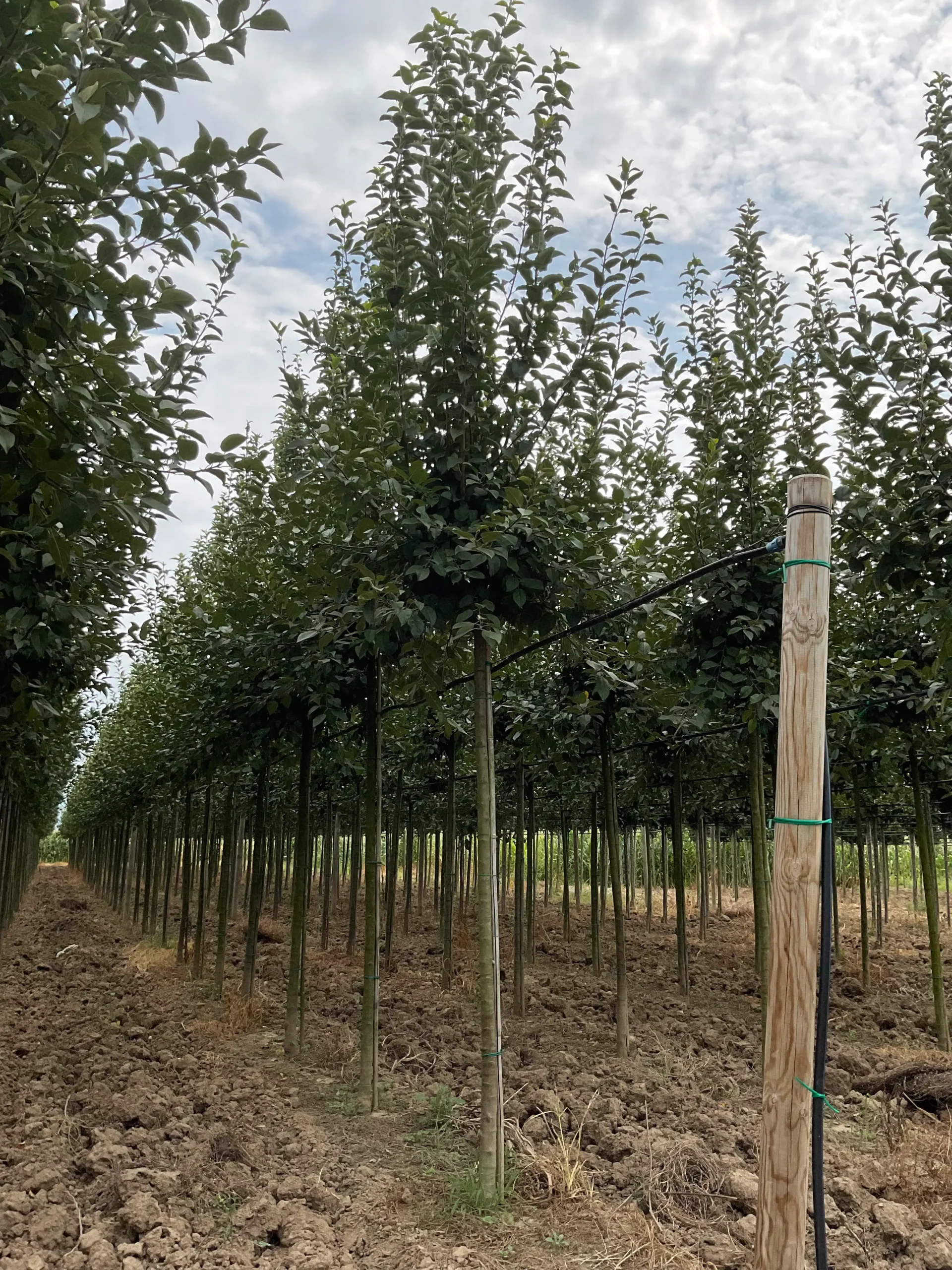 MALUS EVERESTE