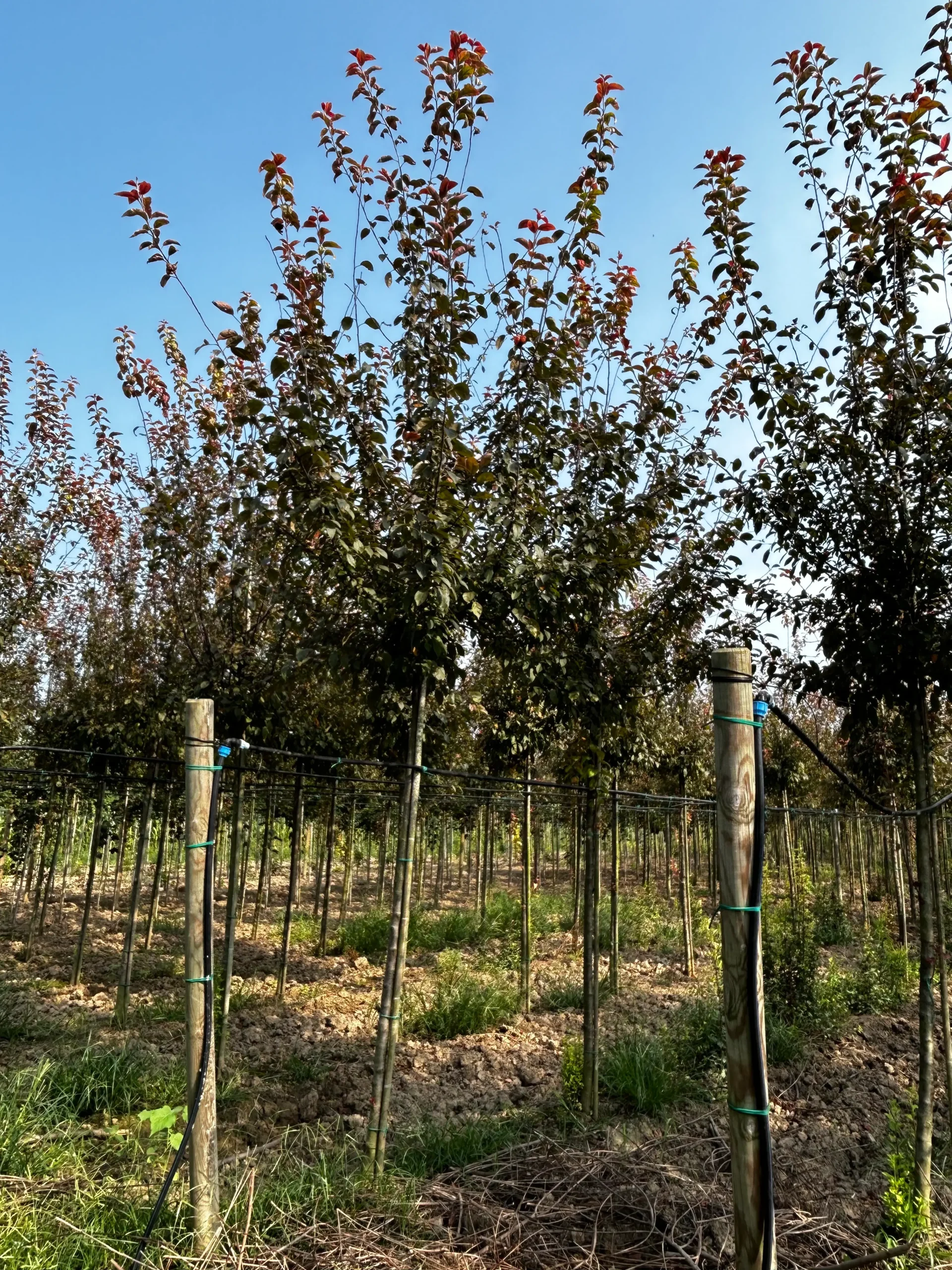 MALUS FLORIBUNDA