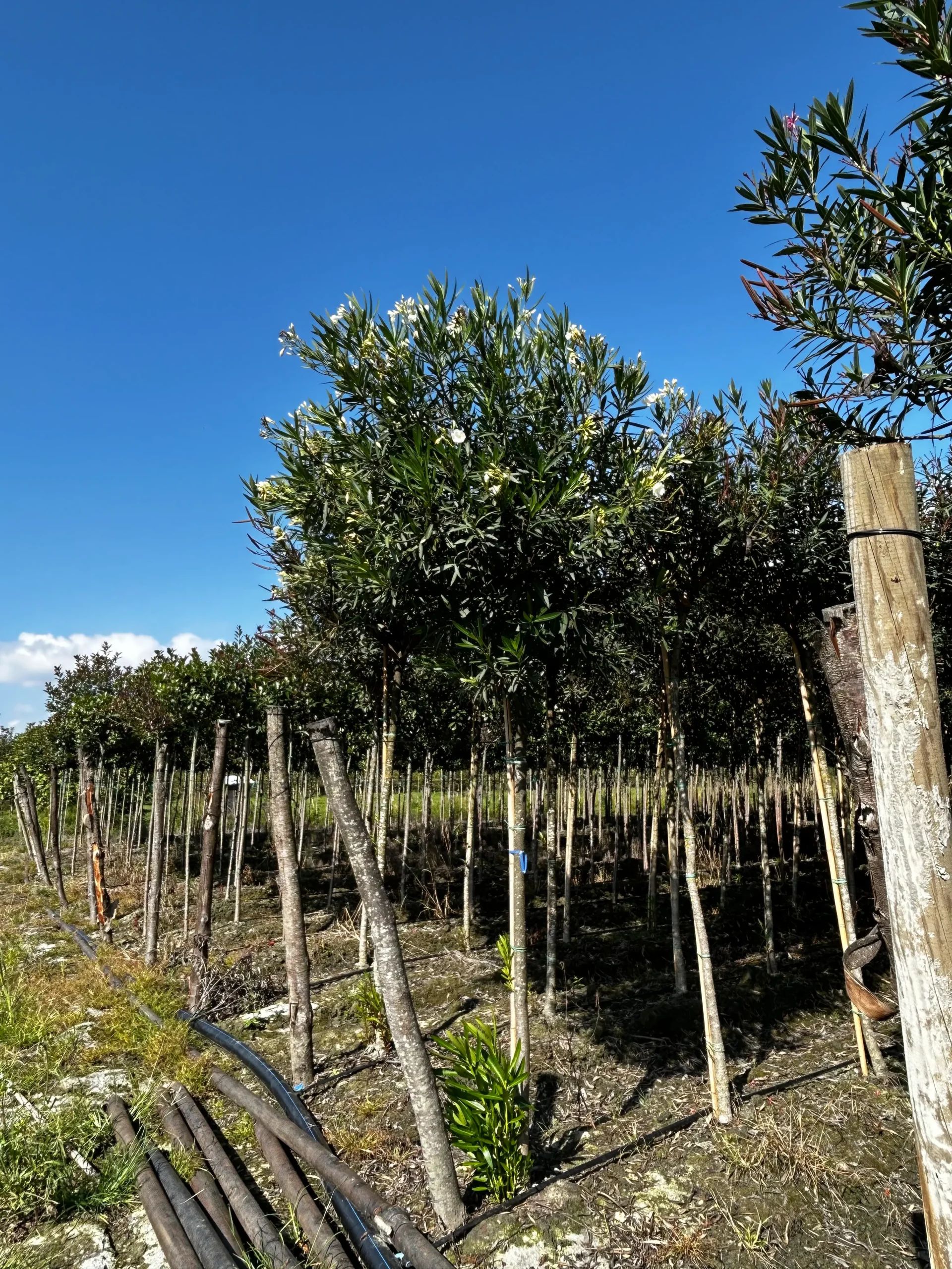NERIUM OLEANDER