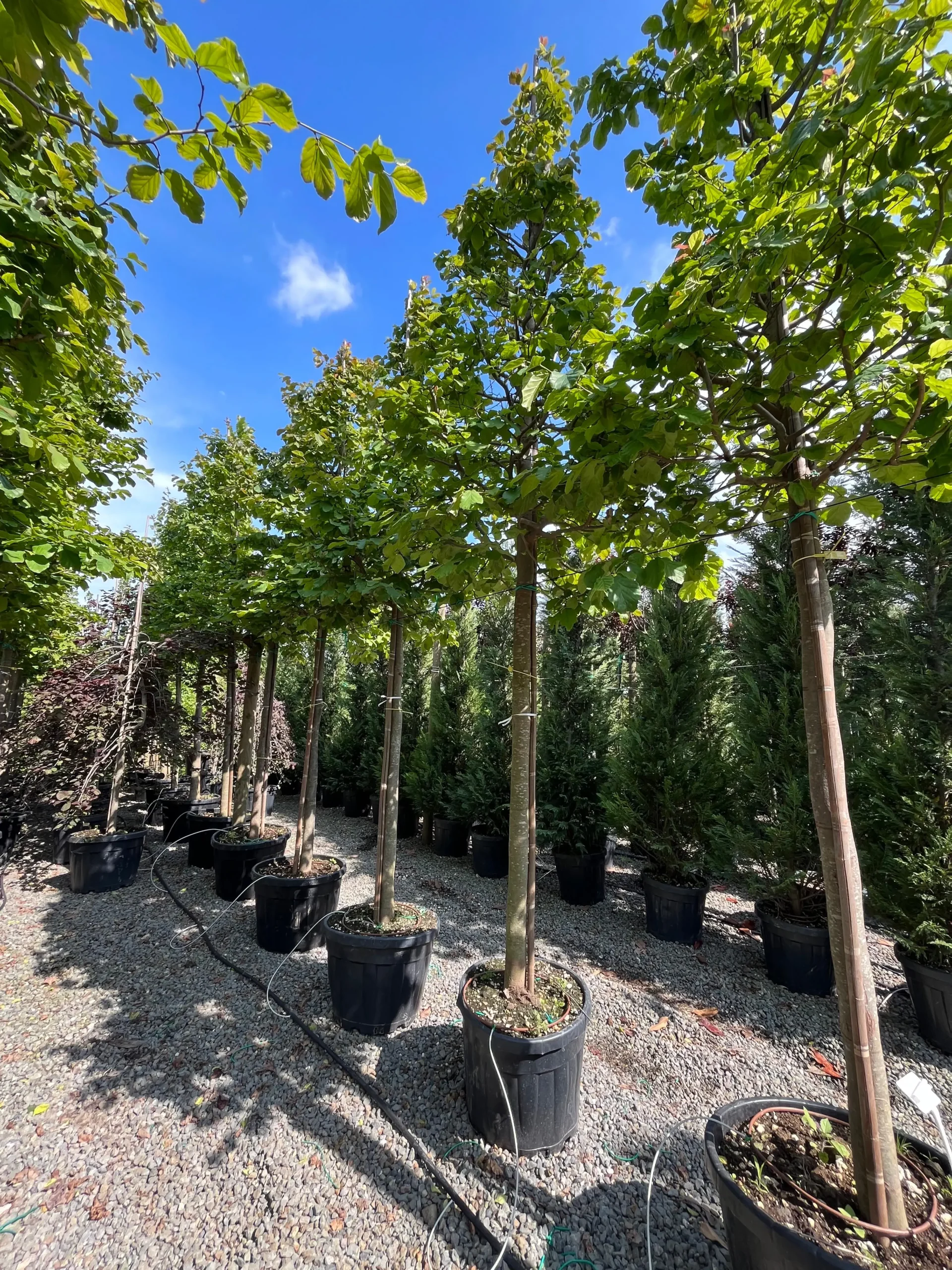 PARROTIA PERSICA