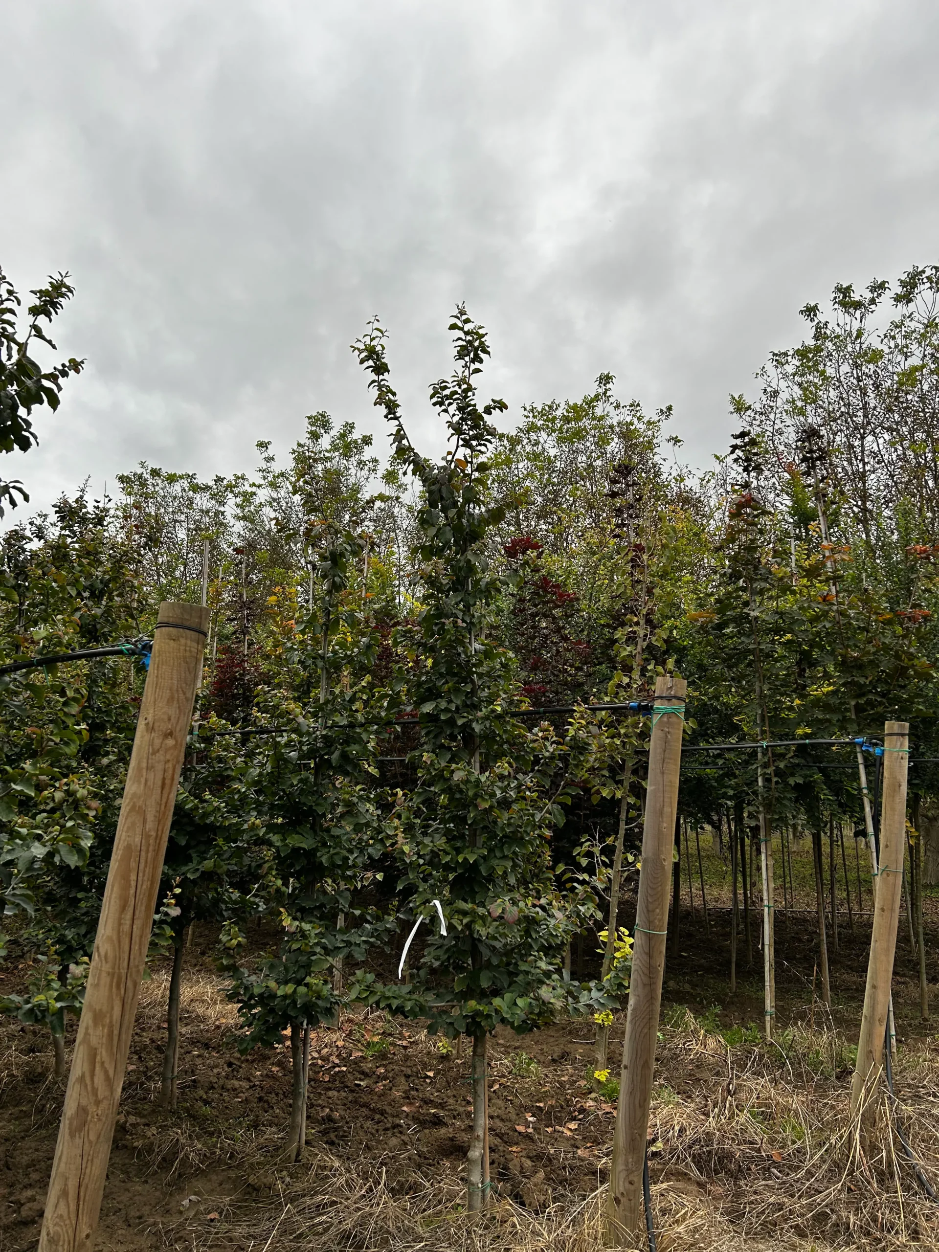 PARROTIA PERSICA