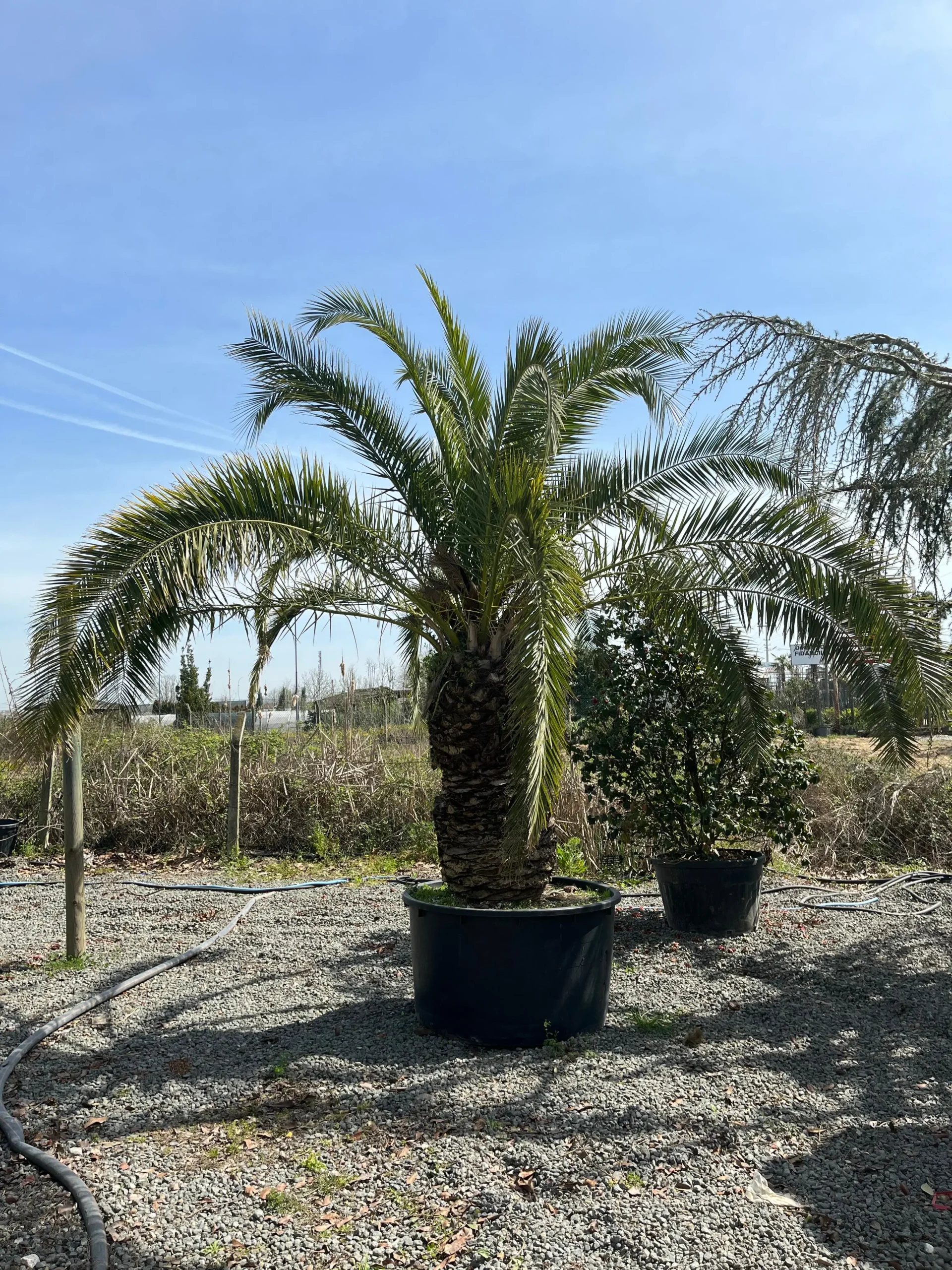 PHOENIX CANARIENSIS