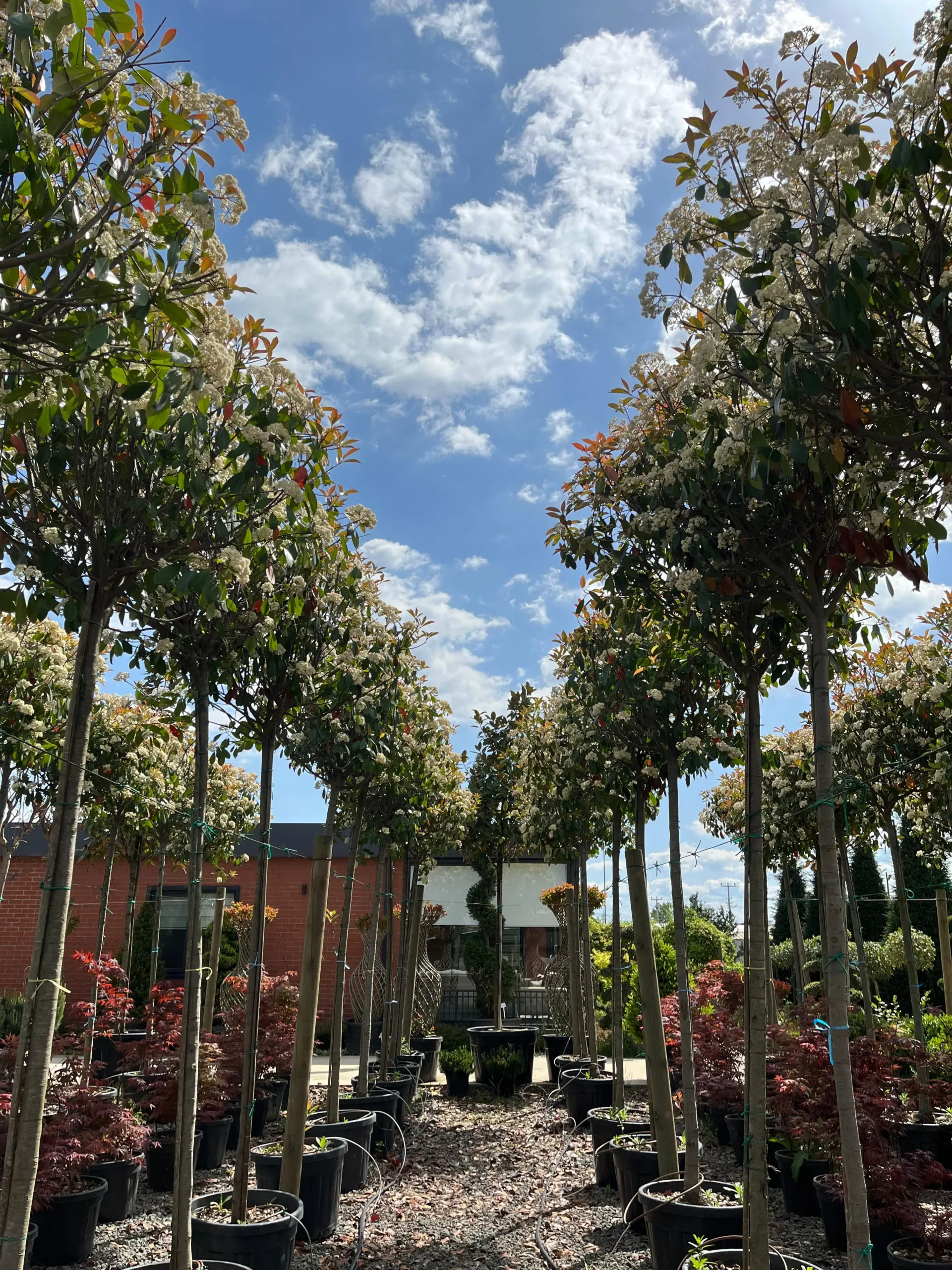 PHOTINIA FRASERI RED ROBIN