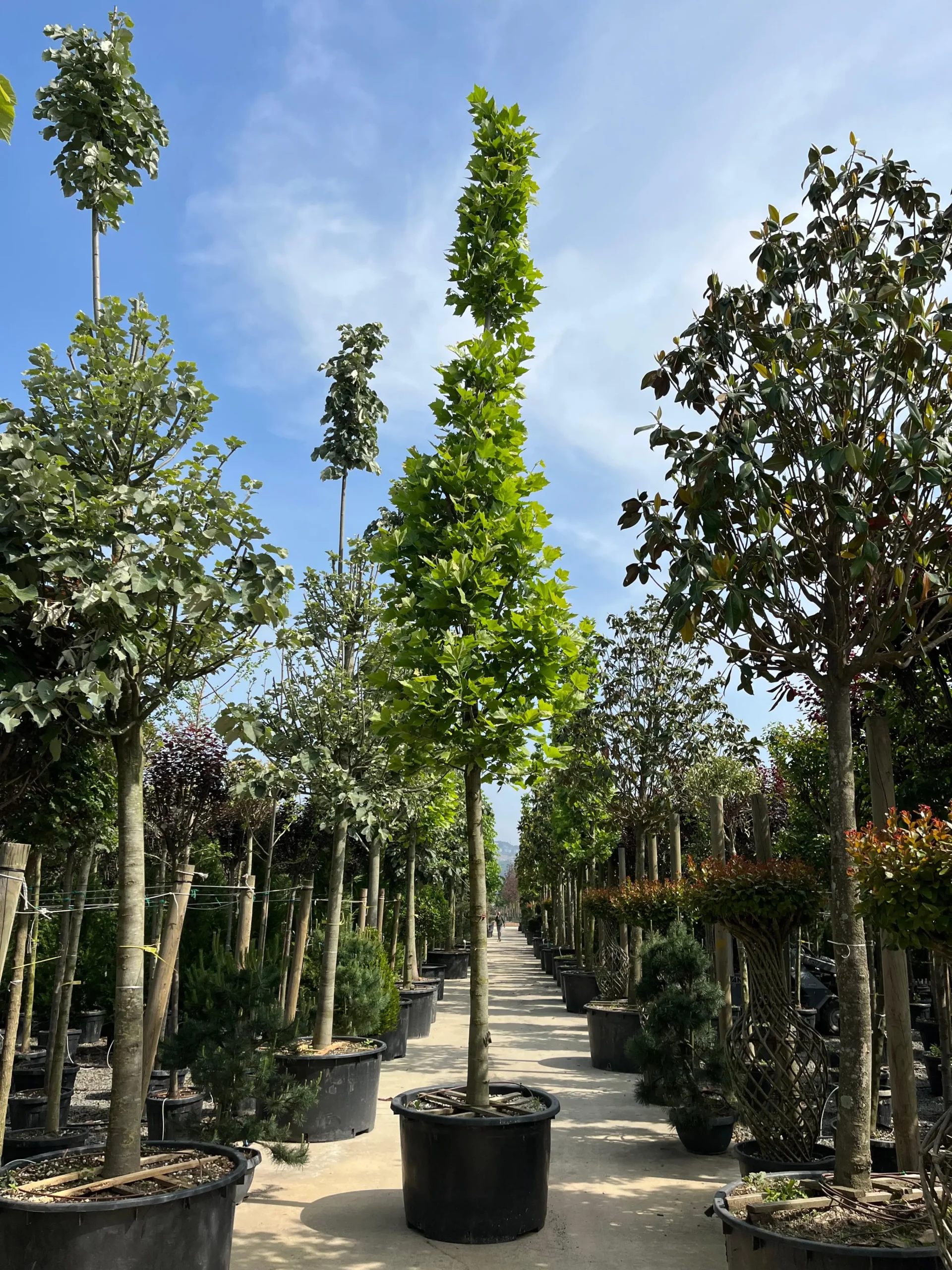 PLATANUS ACERIFOLIA