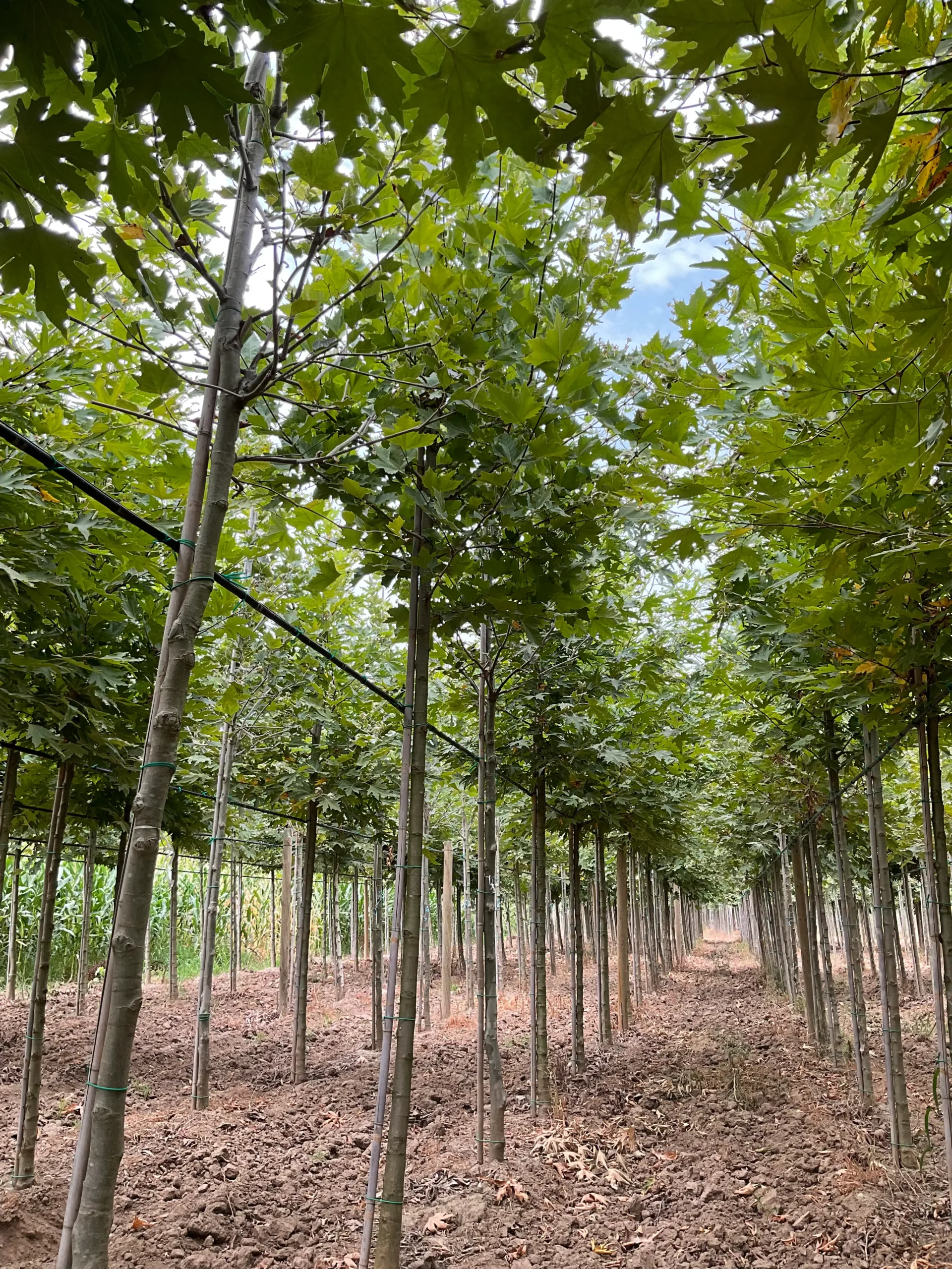 PLATANUS ACERIFOLIA