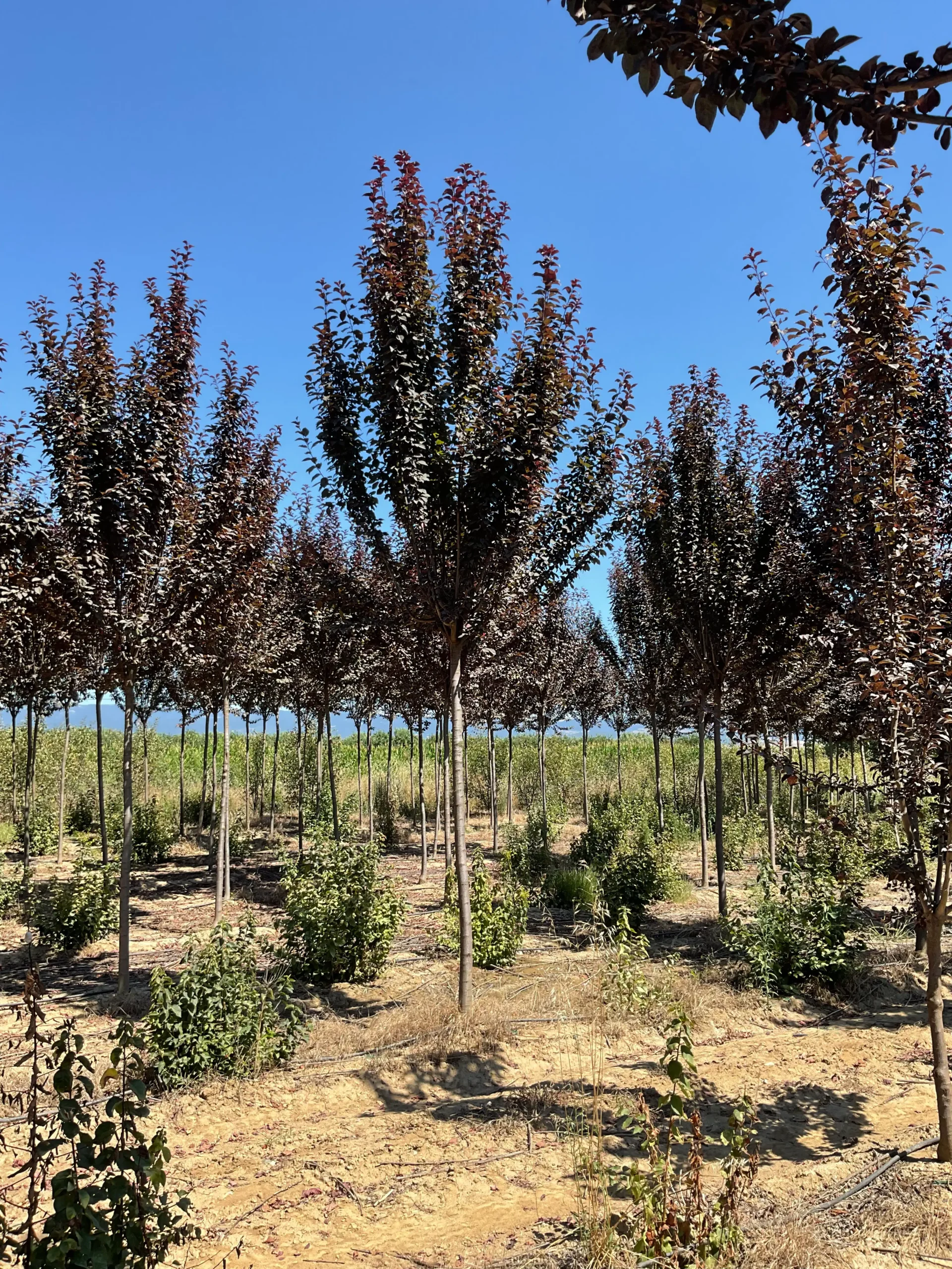 PRUNUS CERASIFERA
