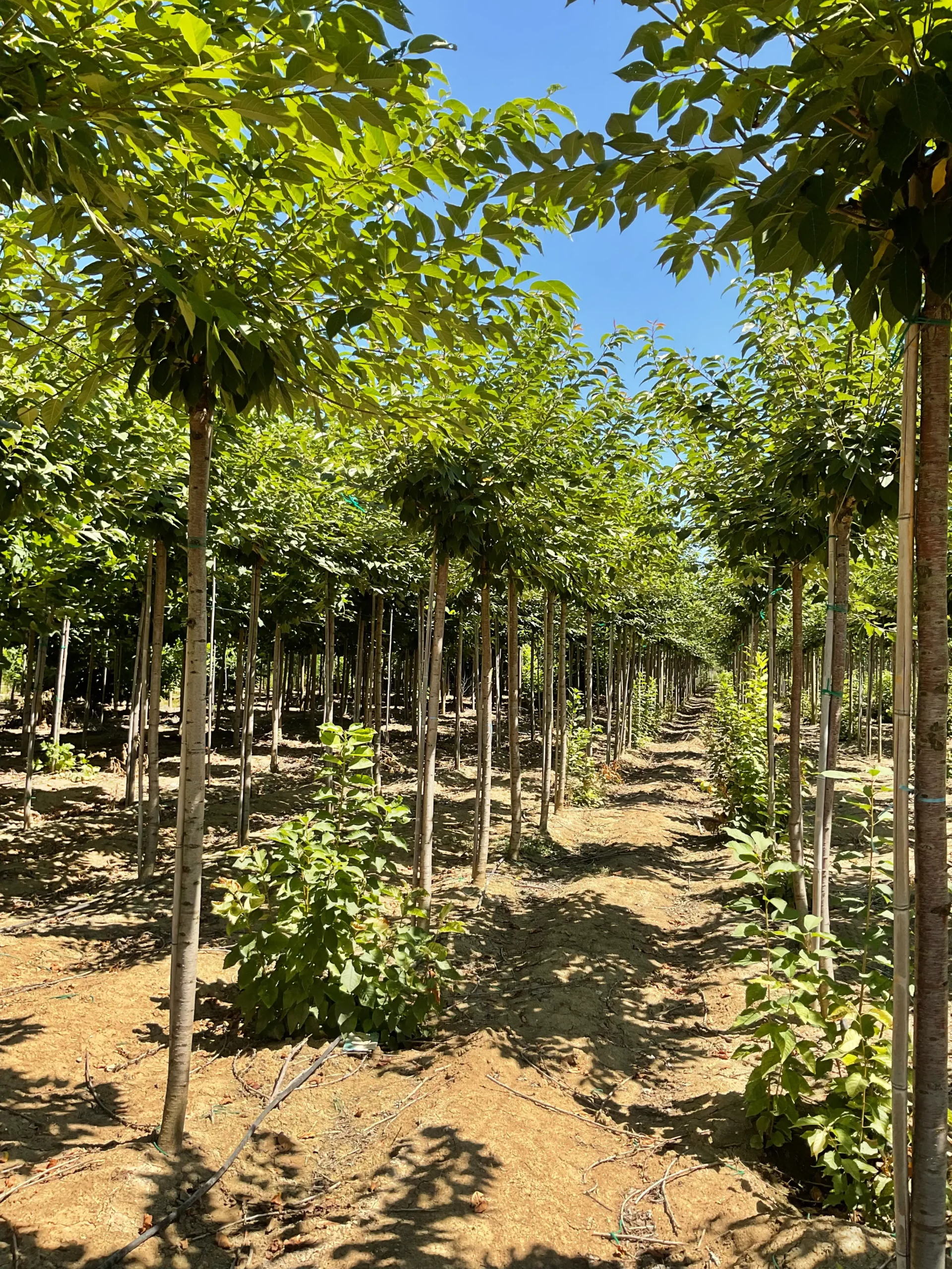 PRUNUS SERRULATA