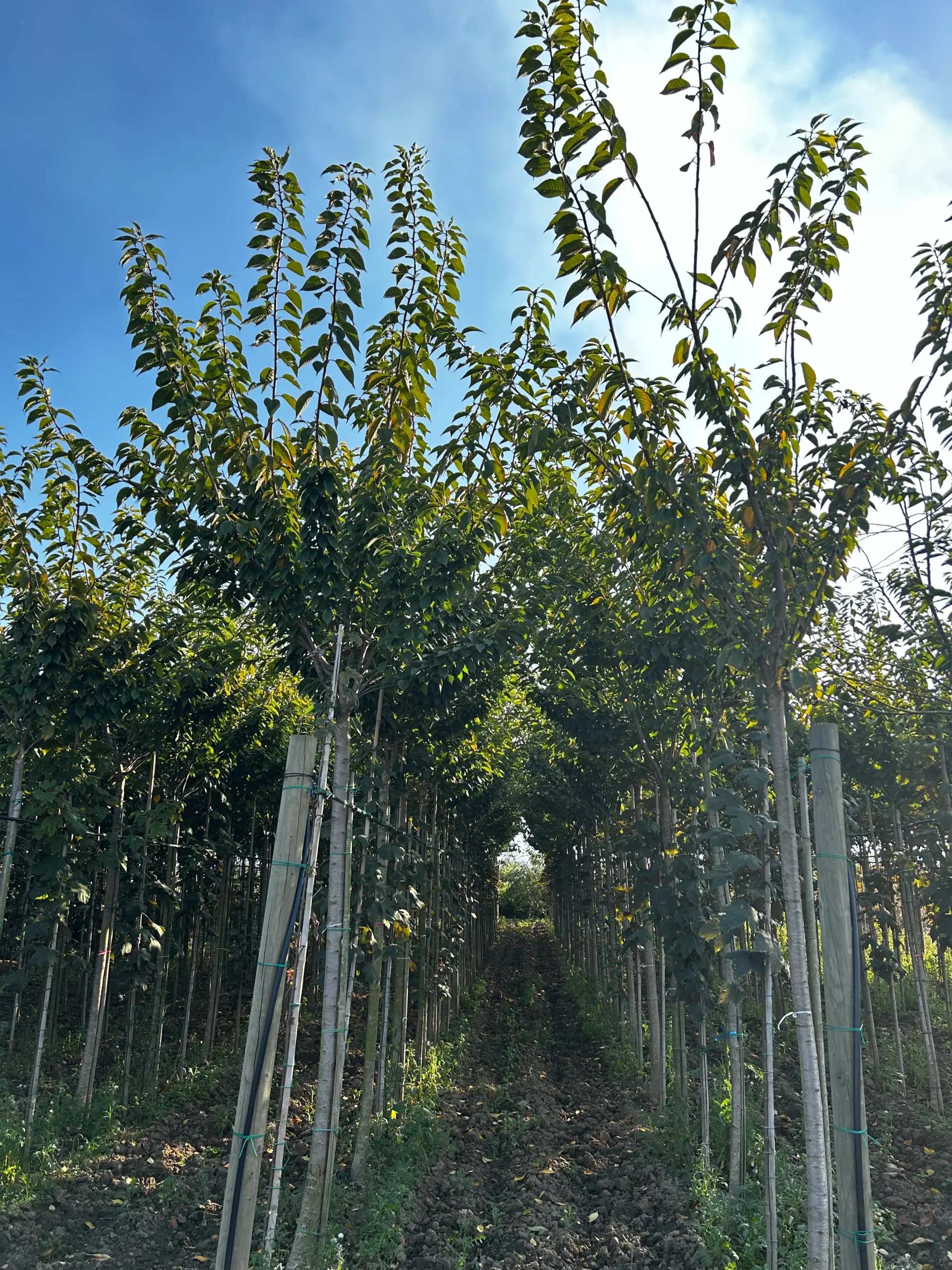 PRUNUS SERRULATA KANZAN